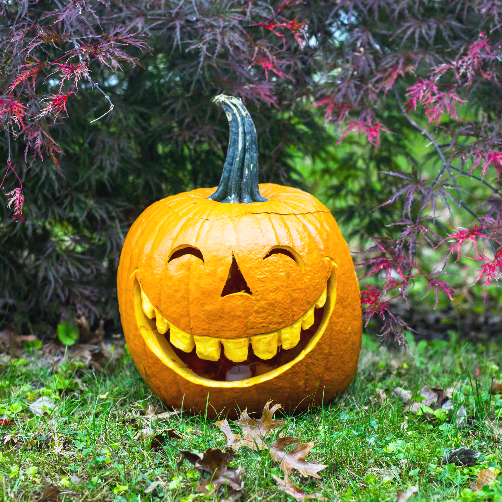 Image With Pumpkins No-Carve Pumpkin Decorating Ideas