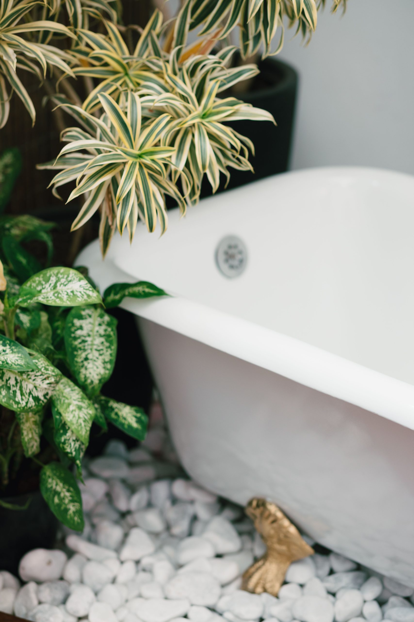Luxurious clawfoot bathtub with lush plants and white stones creates a serene bathroom ambiance.