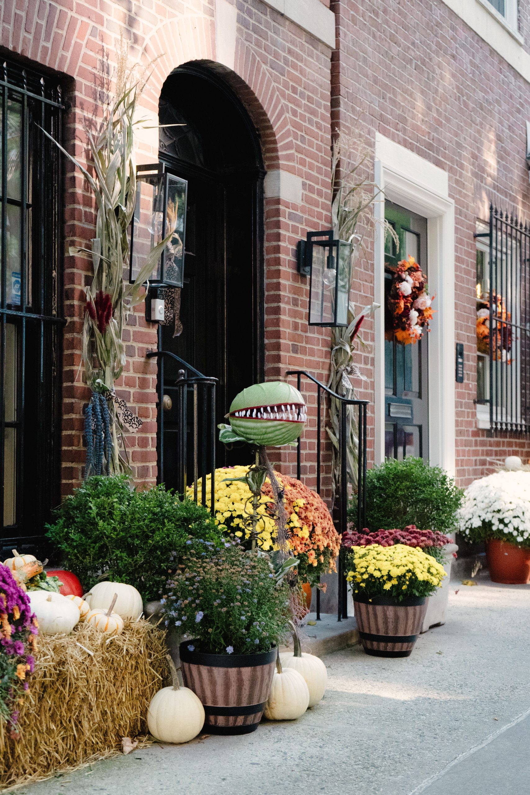 Rustic autumn decor with vibrant mums, pumpkins, and corn stalks on an urban doorstep.