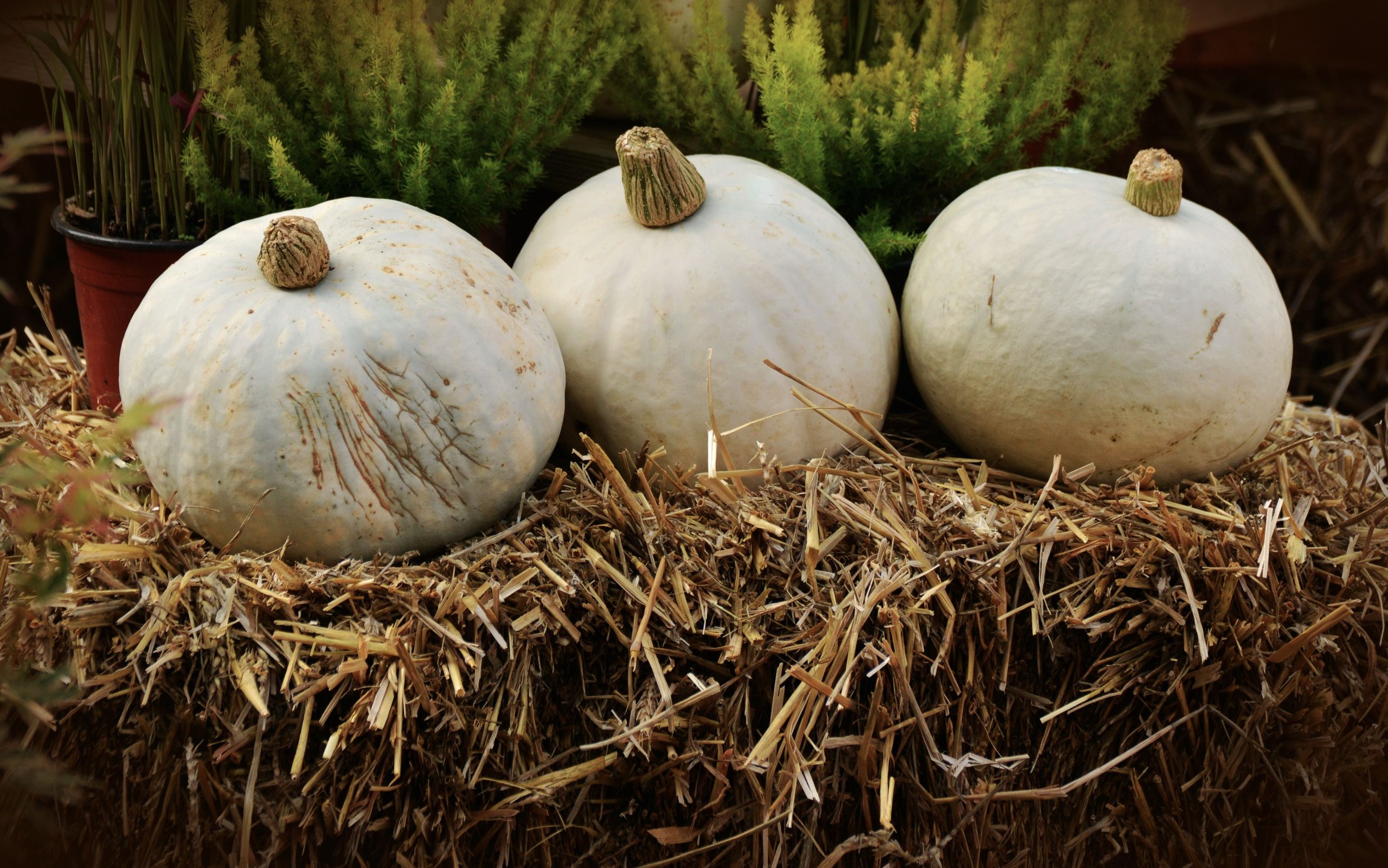 Three white pumpkins rest on straw bales surrounded by greenery, evoking a cozy fall harvest ambiance.