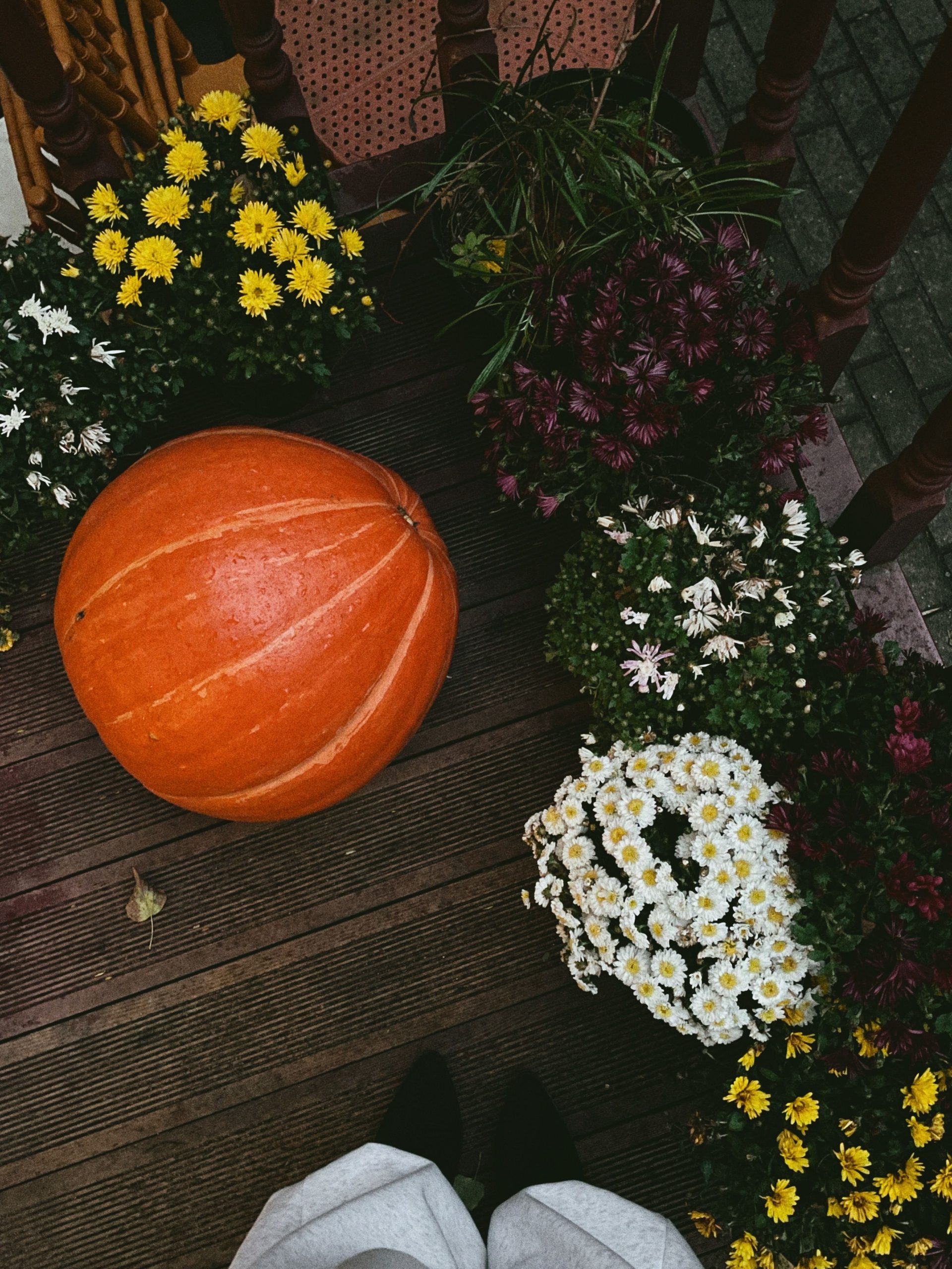 Top view of pumpkin surrounded by colorful chrysanthemums, capturing autumn vibes.
