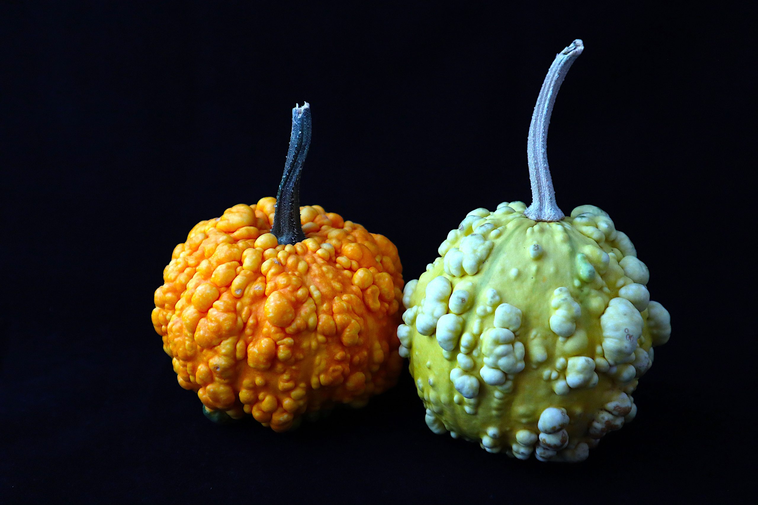Two bumpy gourds in orange and yellow on a black background, highlighting texture.
