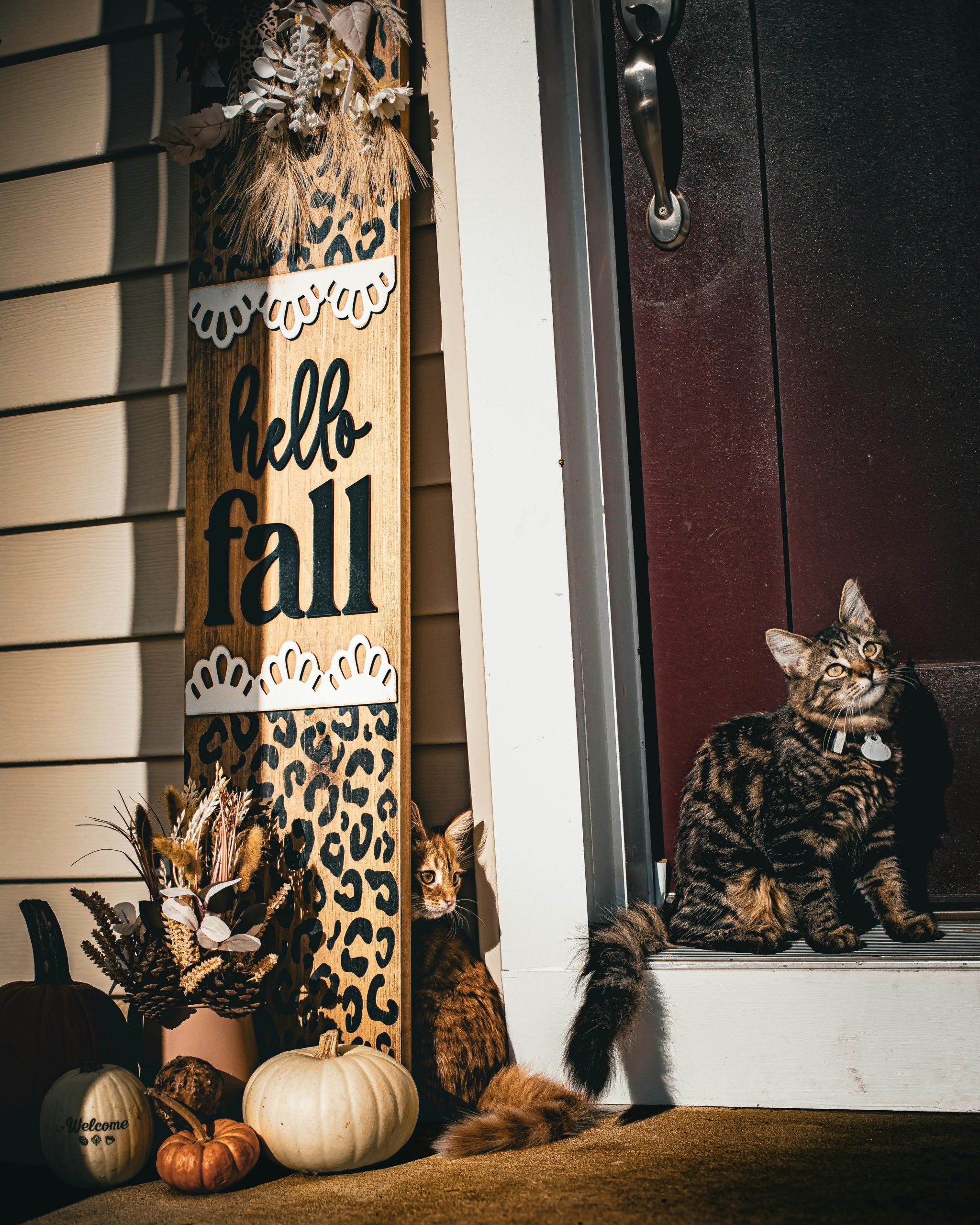 Two cats sit by a fall decoration on a porch