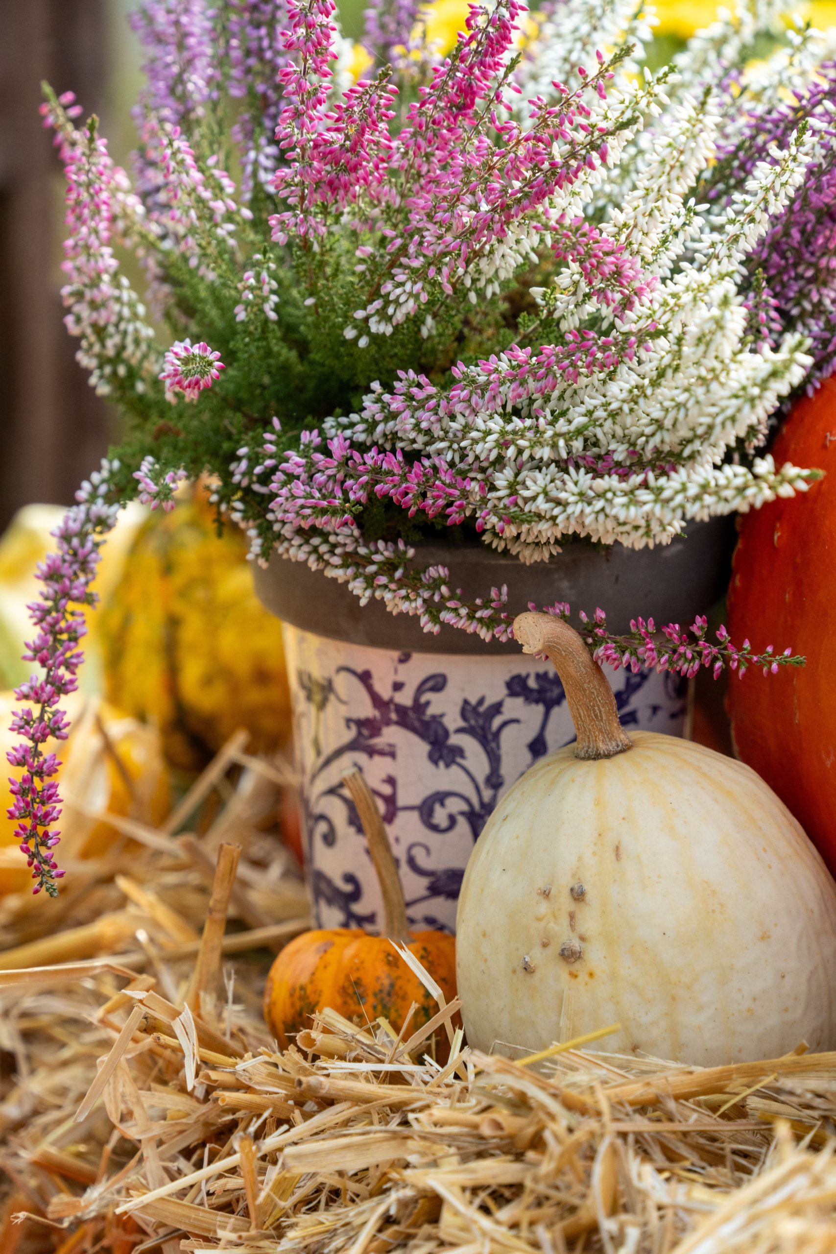 Vibrant autumn arrangement featuring pumpkins and blooming heather in a decorative pot.
