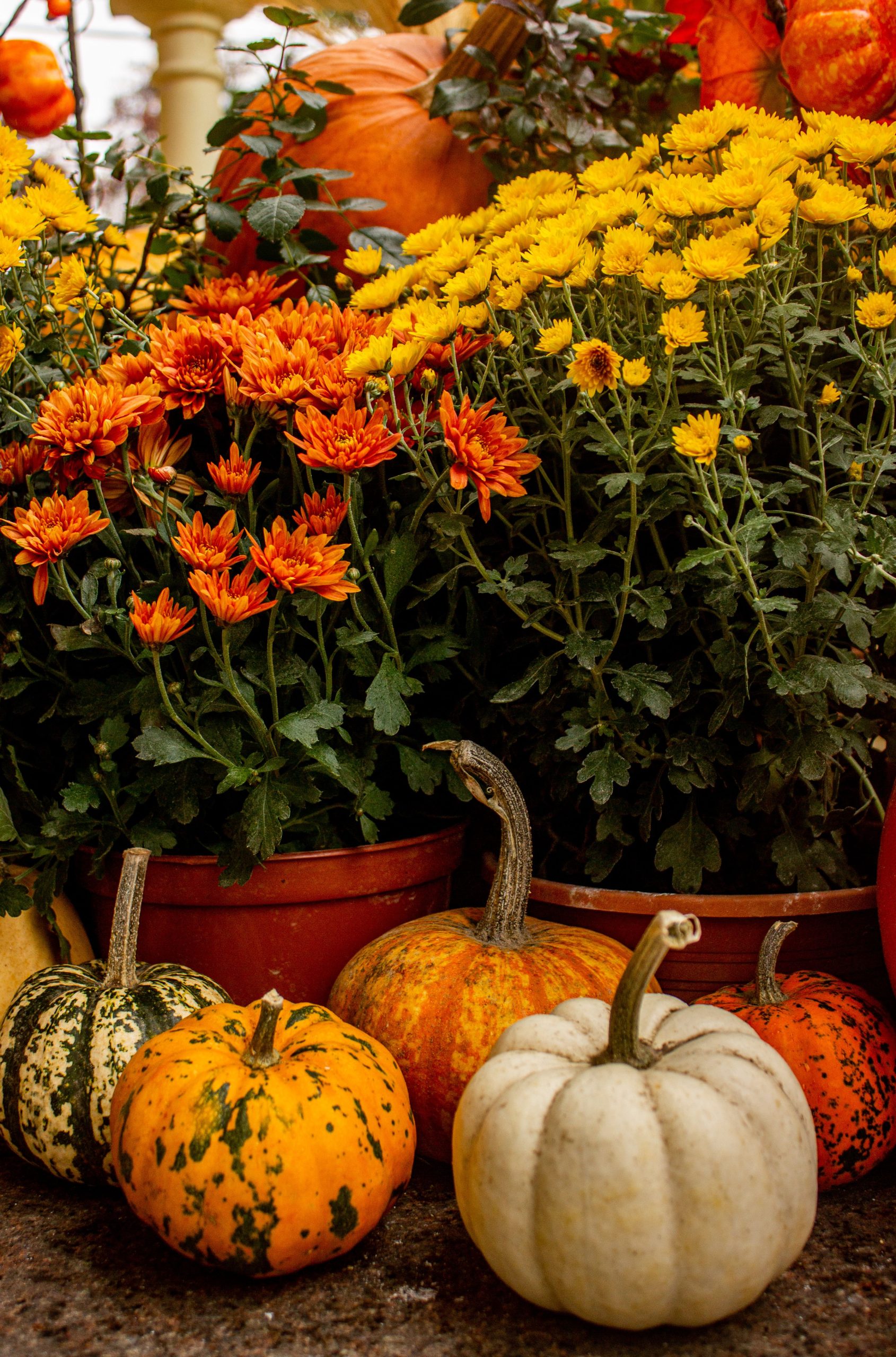 Vibrant autumn display of colorful pumpkins and chrysanthemums showcasing fall's beauty.