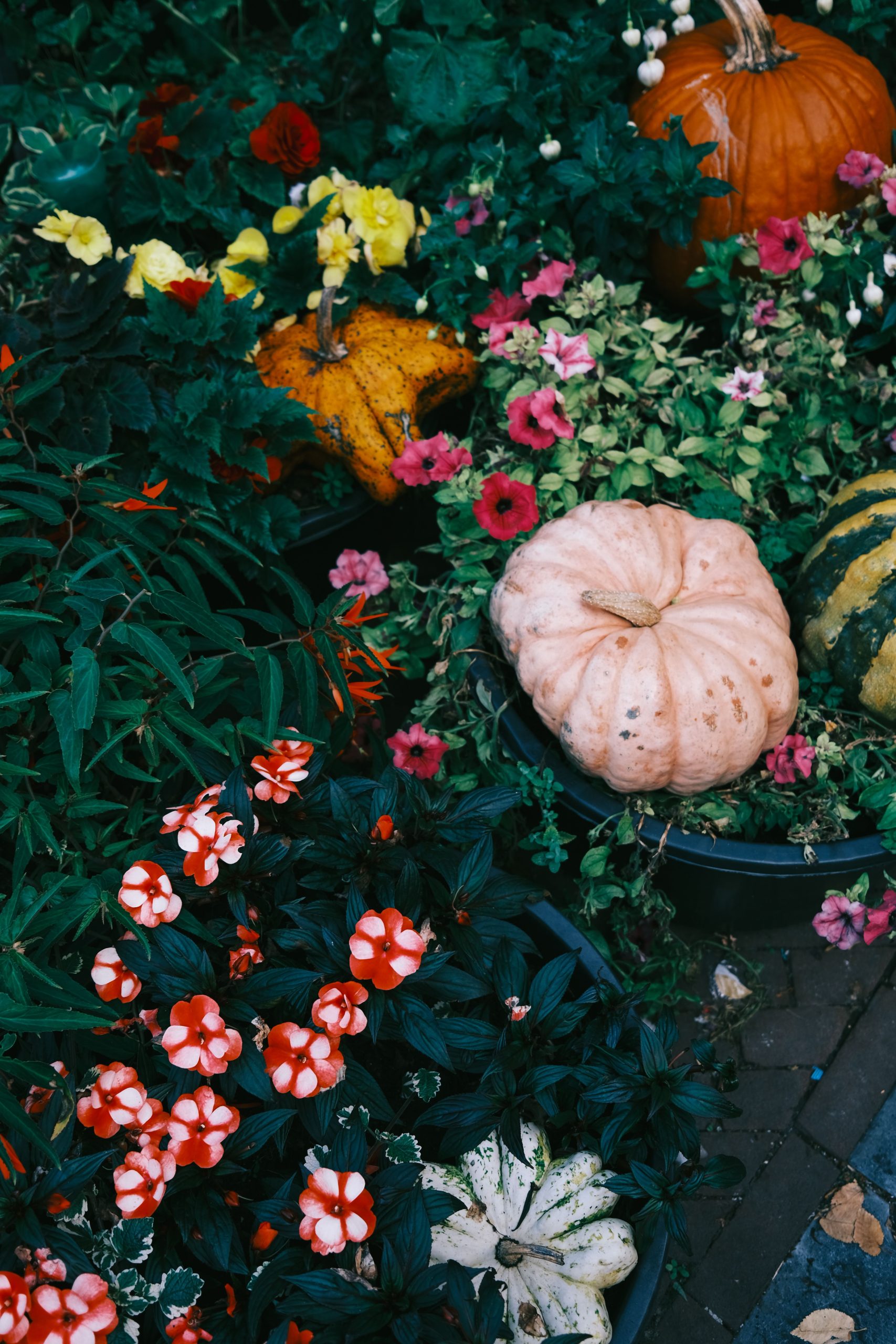Vibrant autumn scene with pumpkins, gourds, and various flowers showcasing nature's bounty.
