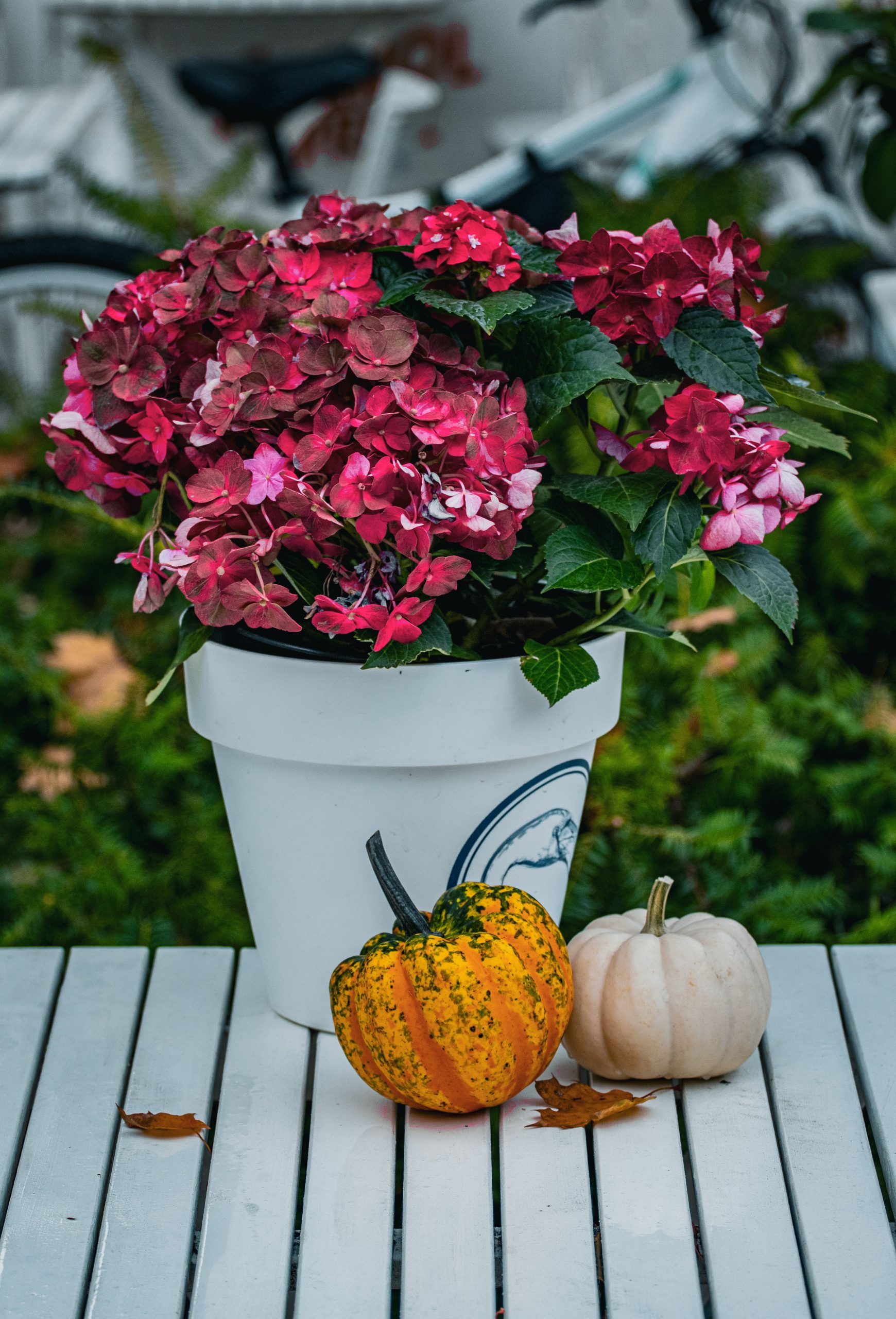 Vibrant hydrangeas in a pot with decorative pumpkins on a white table, celebrating autumn.
