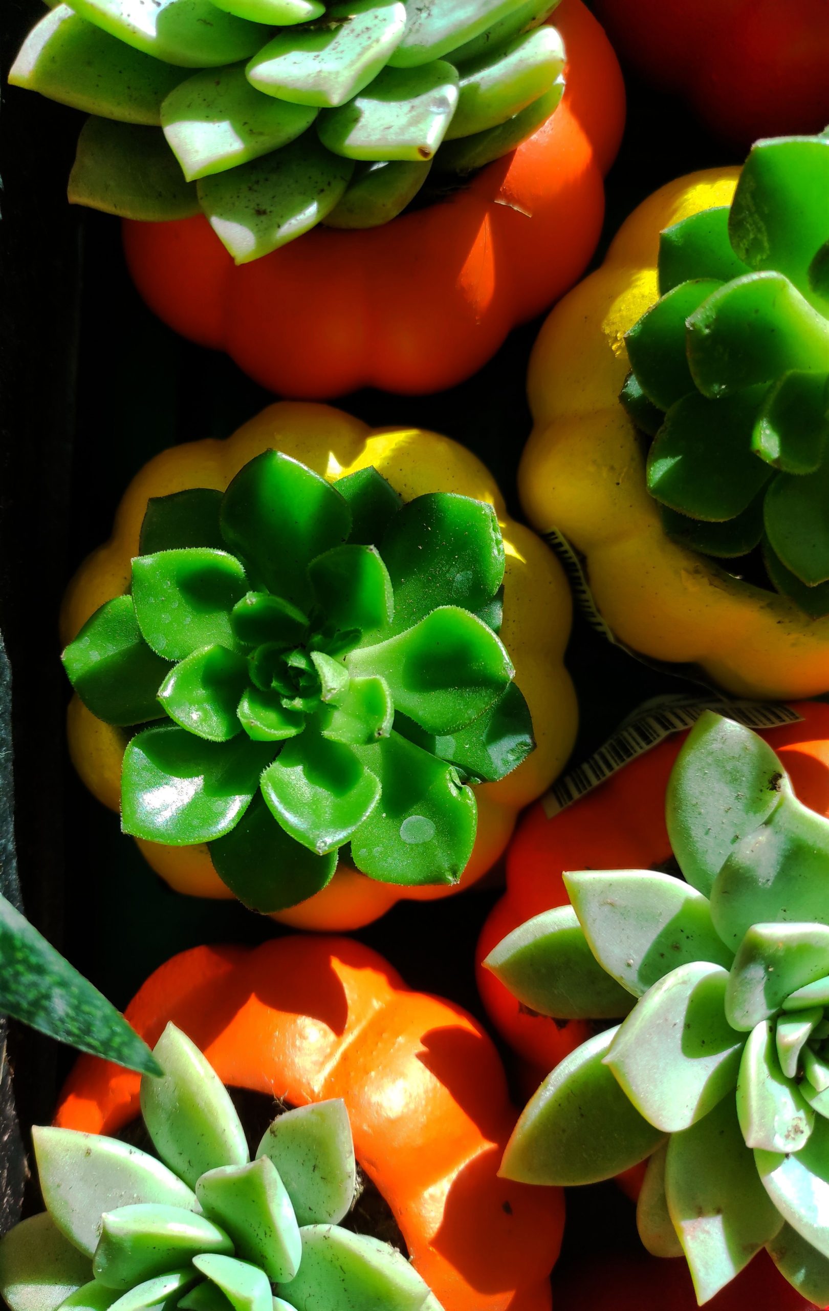Vibrant top view of succulent plants in orange and yellow pumpkin-shaped pots, ideal for decoration.
