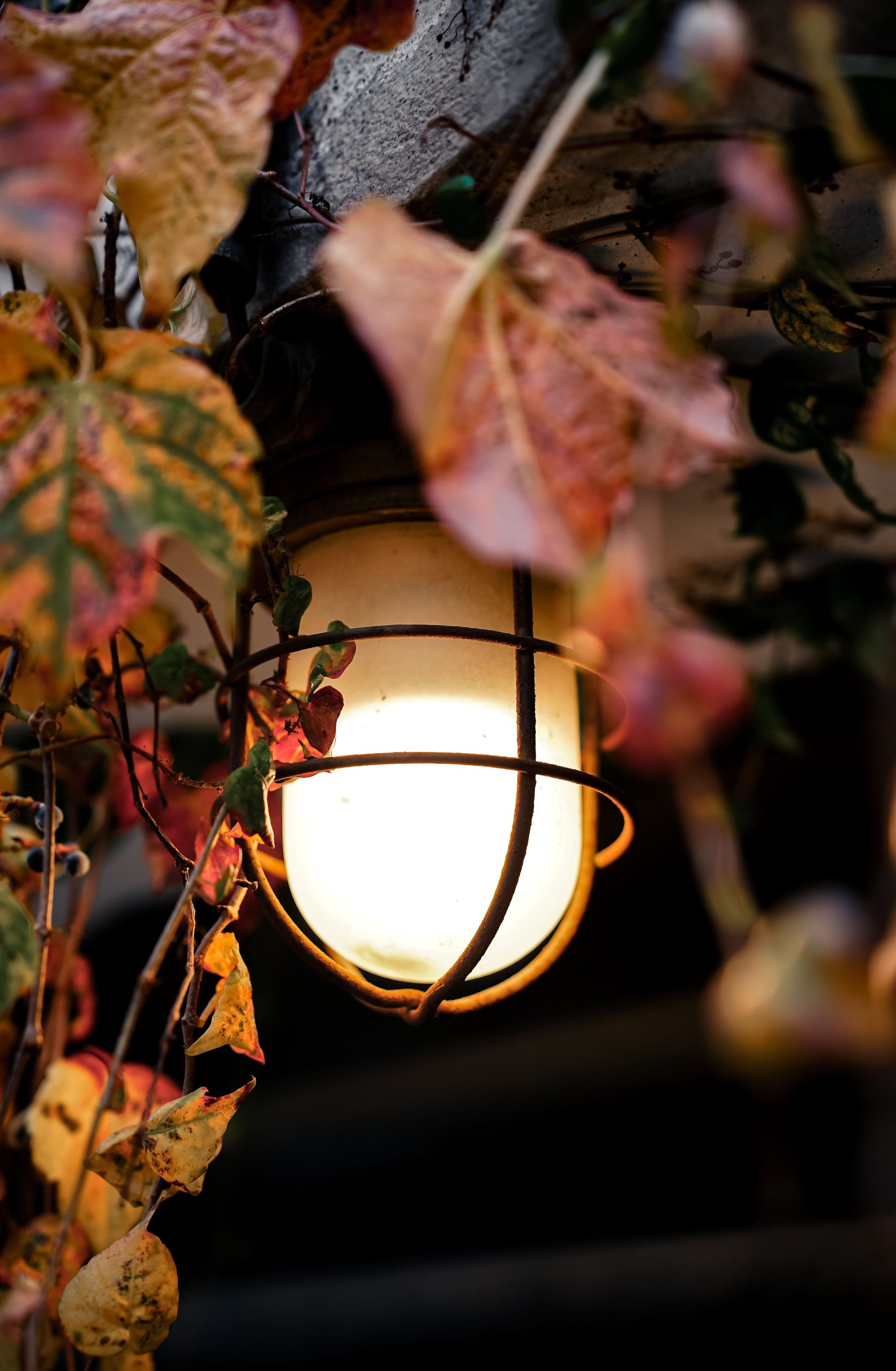 Warmly lit lantern surrounded by vibrant autumn leaves, creating a cozy fall atmosphere.