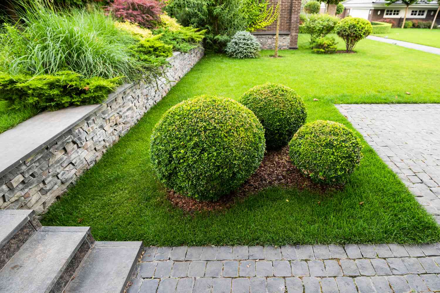 10 Evergreen Shrubs for Year-Round Curb Appeal