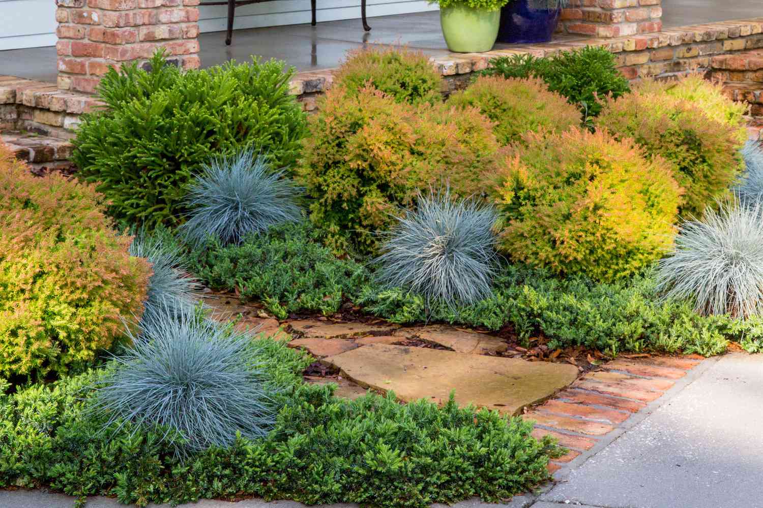12 Fast-Growing Evergreen Shrubs That Add Privacy In A Hurry