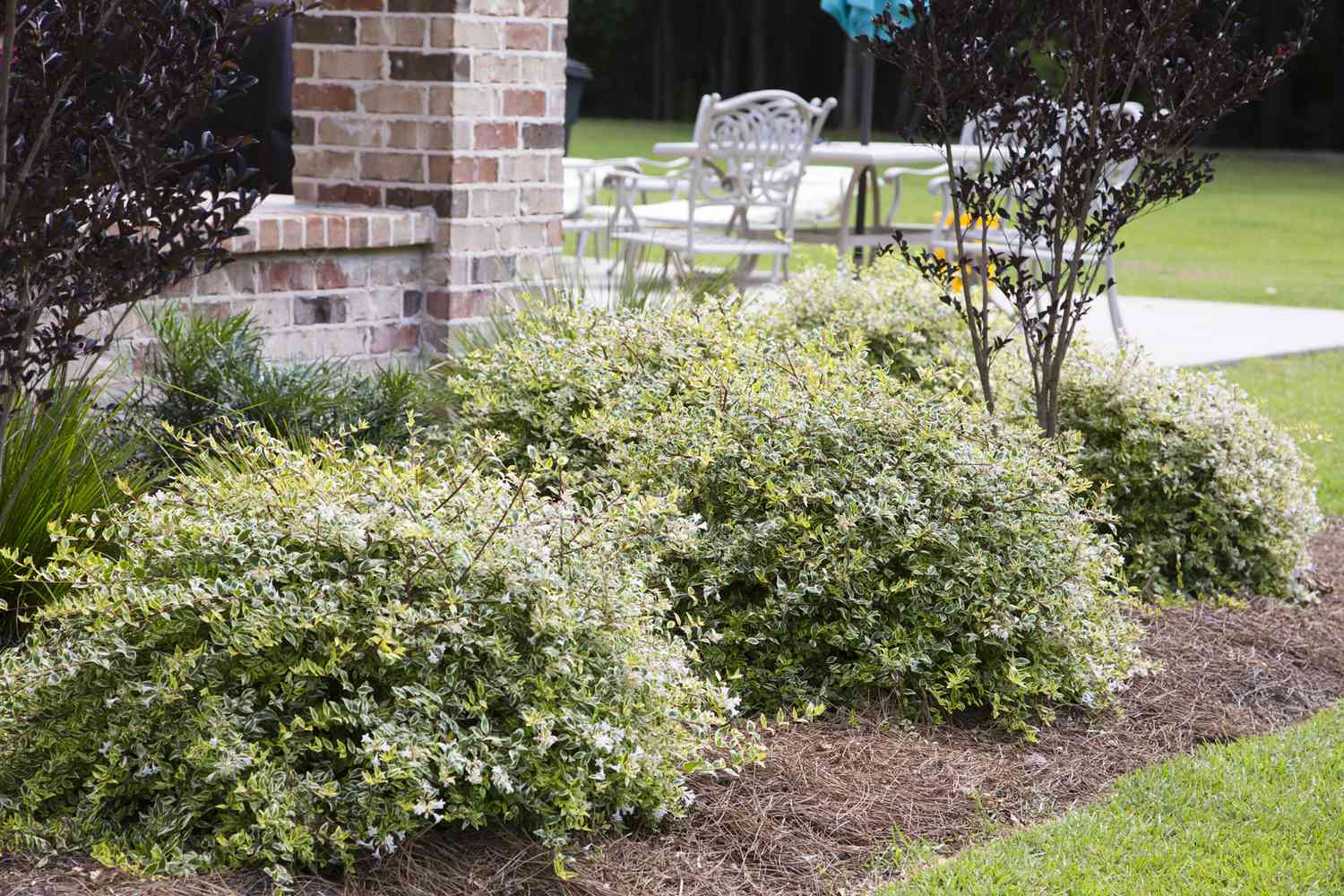 13 Low-Maintenance Shrubs That Make Your Yard Look Beautiful With Hardly Any Work