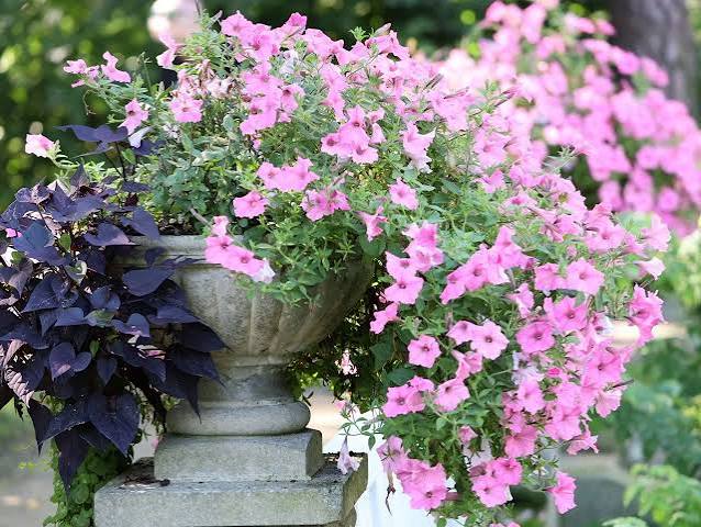 14 Best Cascading Flowers for Hanging Baskets, Window Boxes and Containers | HGTV