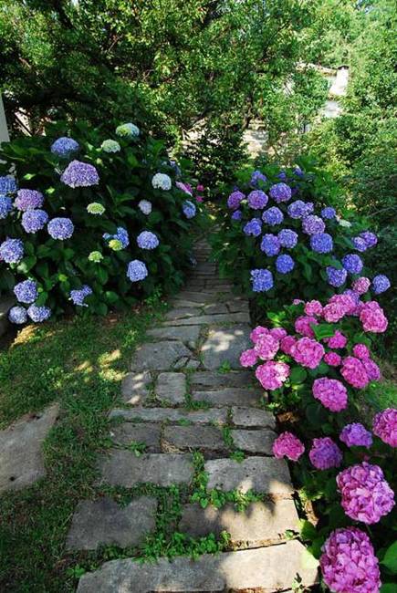 22 Bright Garden Design Ideas Accentuating Lush Greenery with Colorful Hydrangeas
