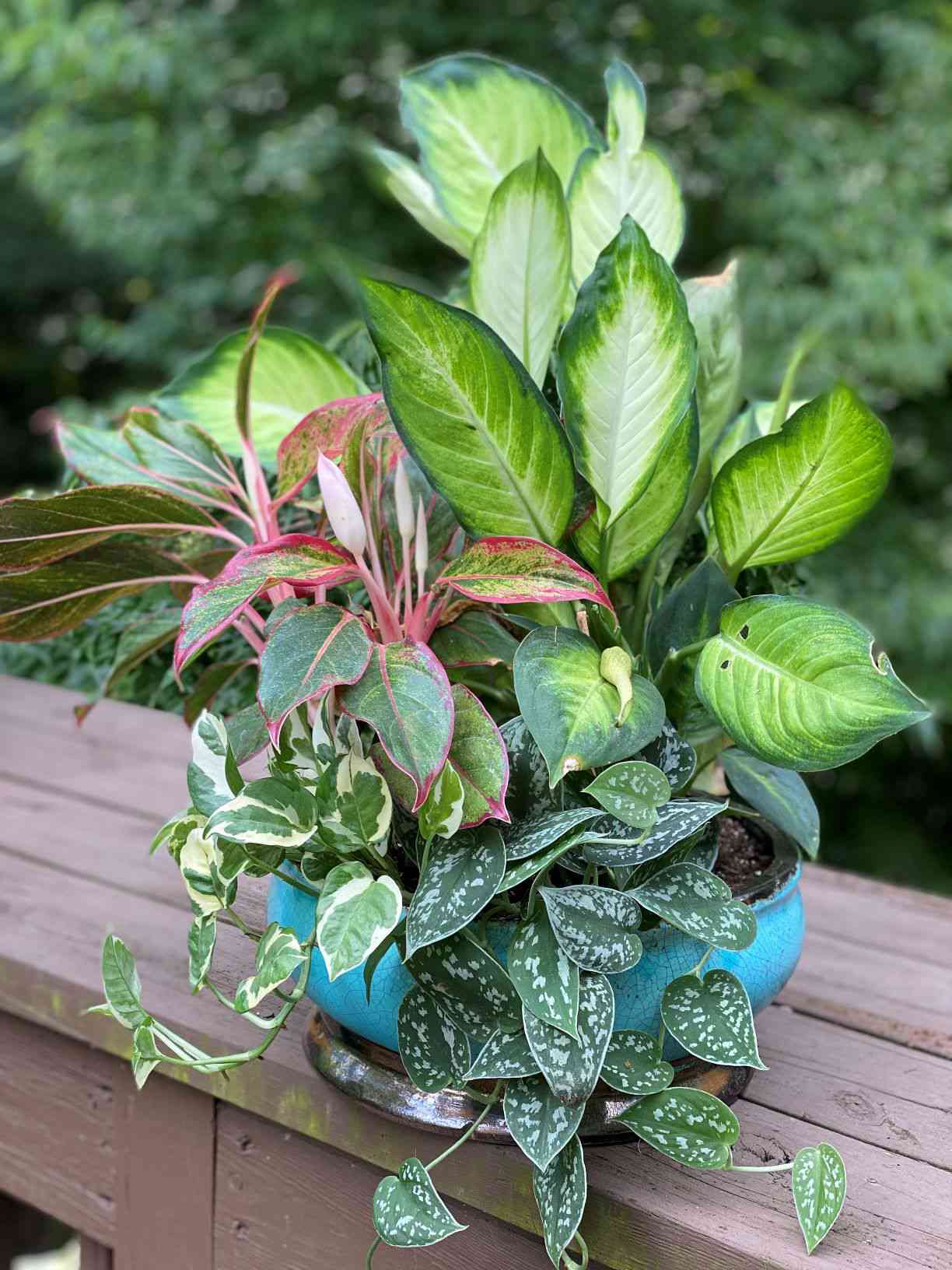 4 Genius Ways to Use Houseplants in Your Outdoor Garden