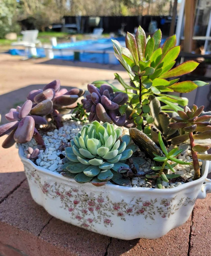 42 Upcycling Ideas for Succulent Planters | The Succulent Eclectic