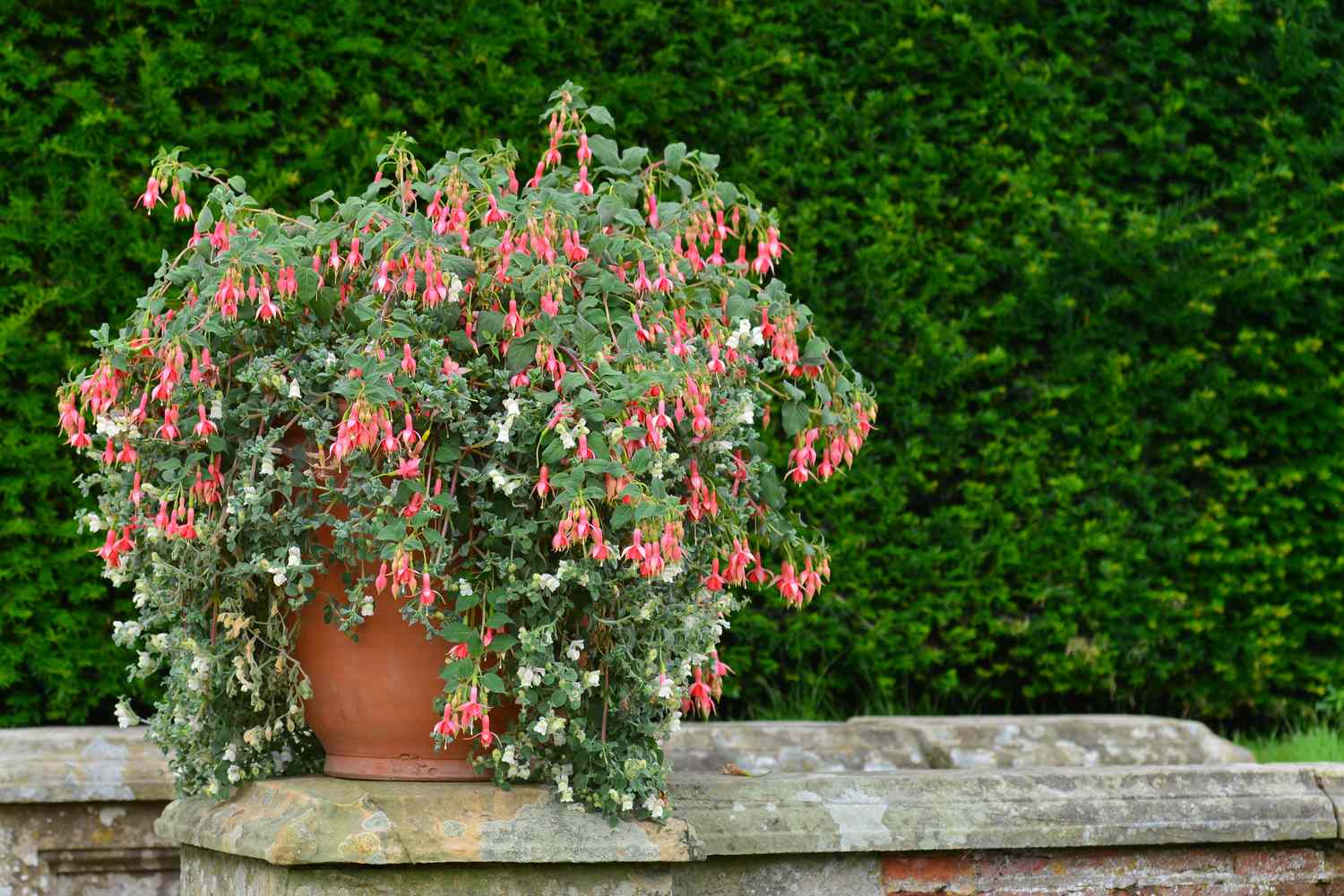 8 Cascading Flowers Perfect for Container Gardens or Hanging Baskets
