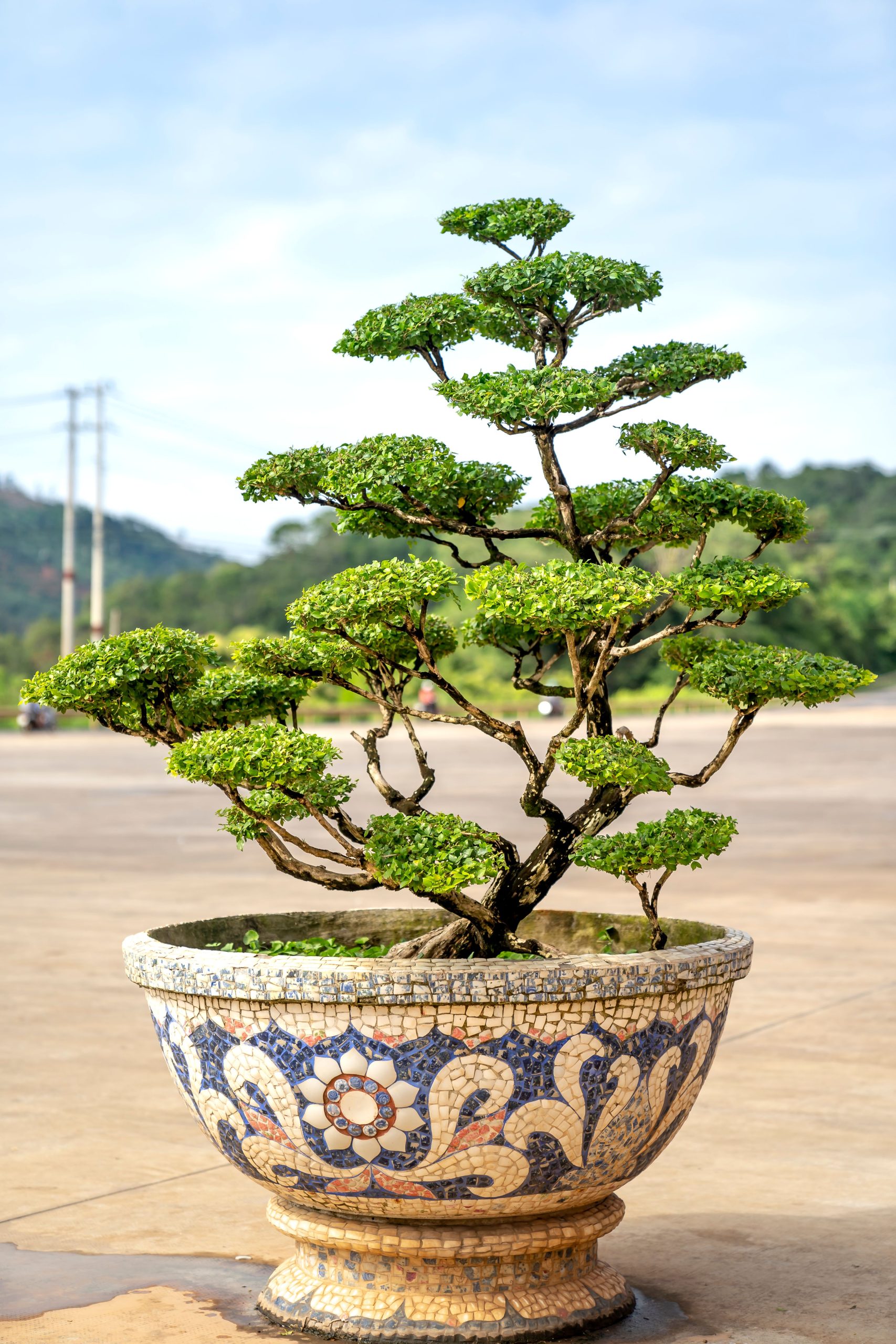 A beautifully shaped bonsai tree showcased in an intricate mosaic pot outdoors.