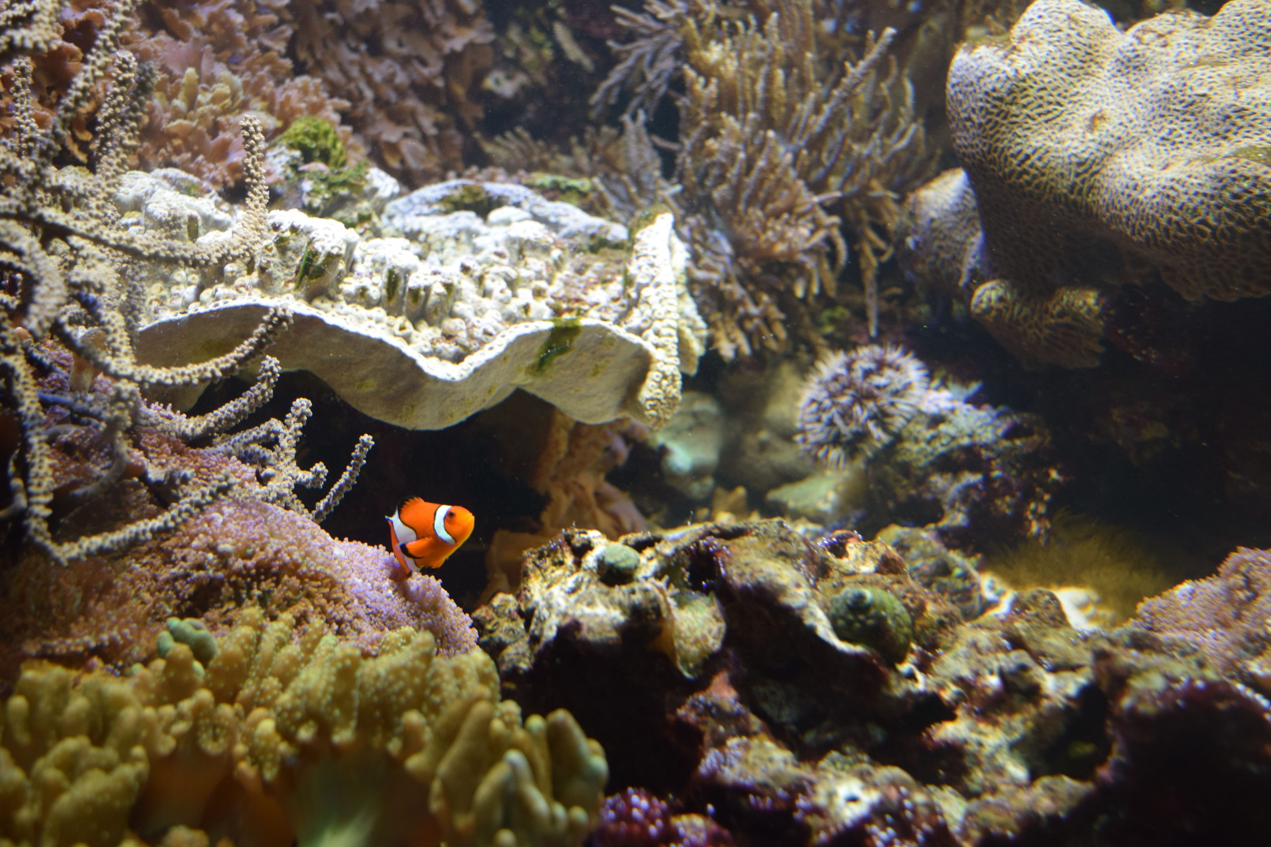 A colorful clownfish swimming among diverse corals in a vibrant underwater ecosystem.