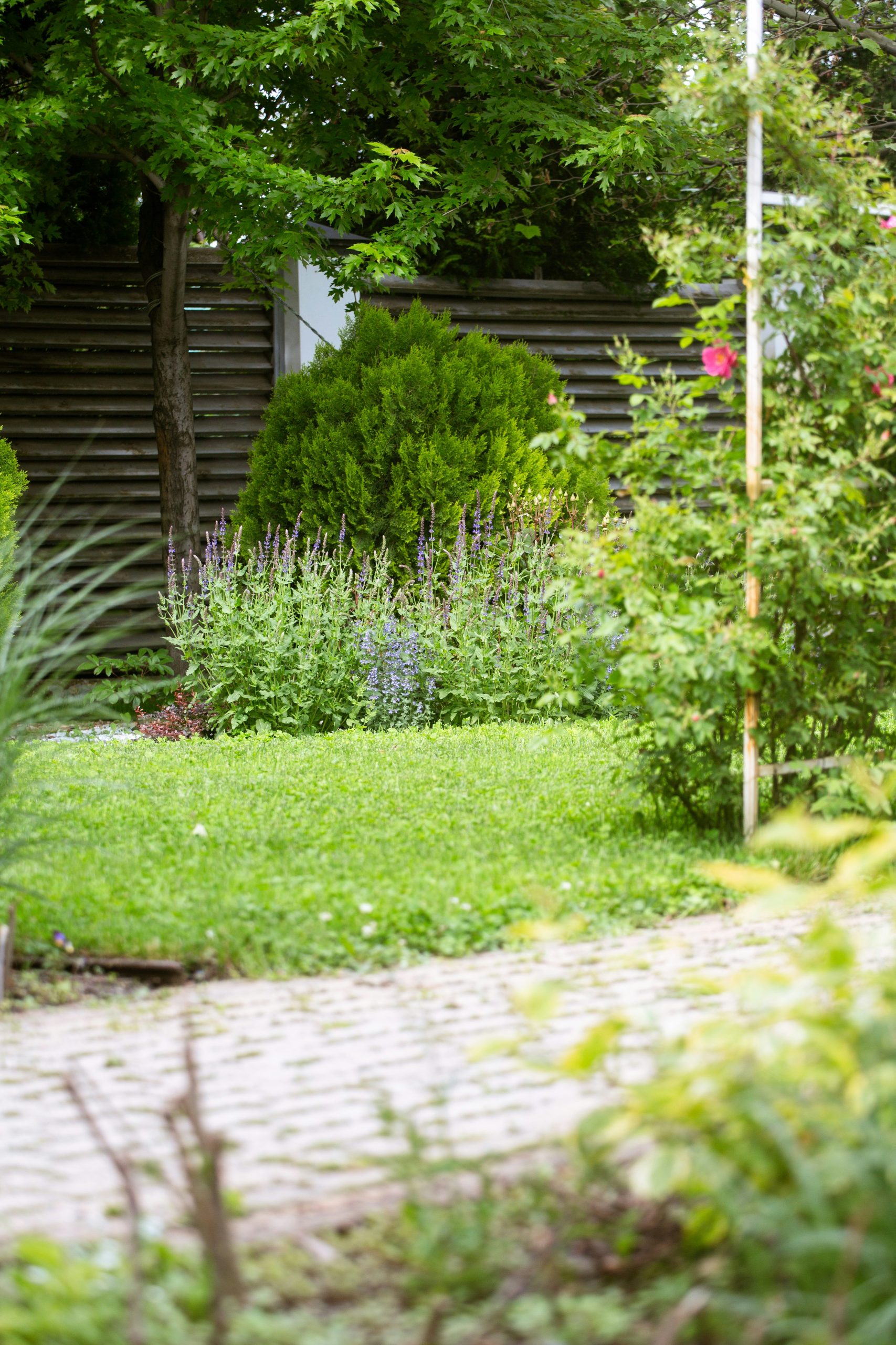 A lush green backyard garden with ornamental grasses, flower beds and a soft garden path.