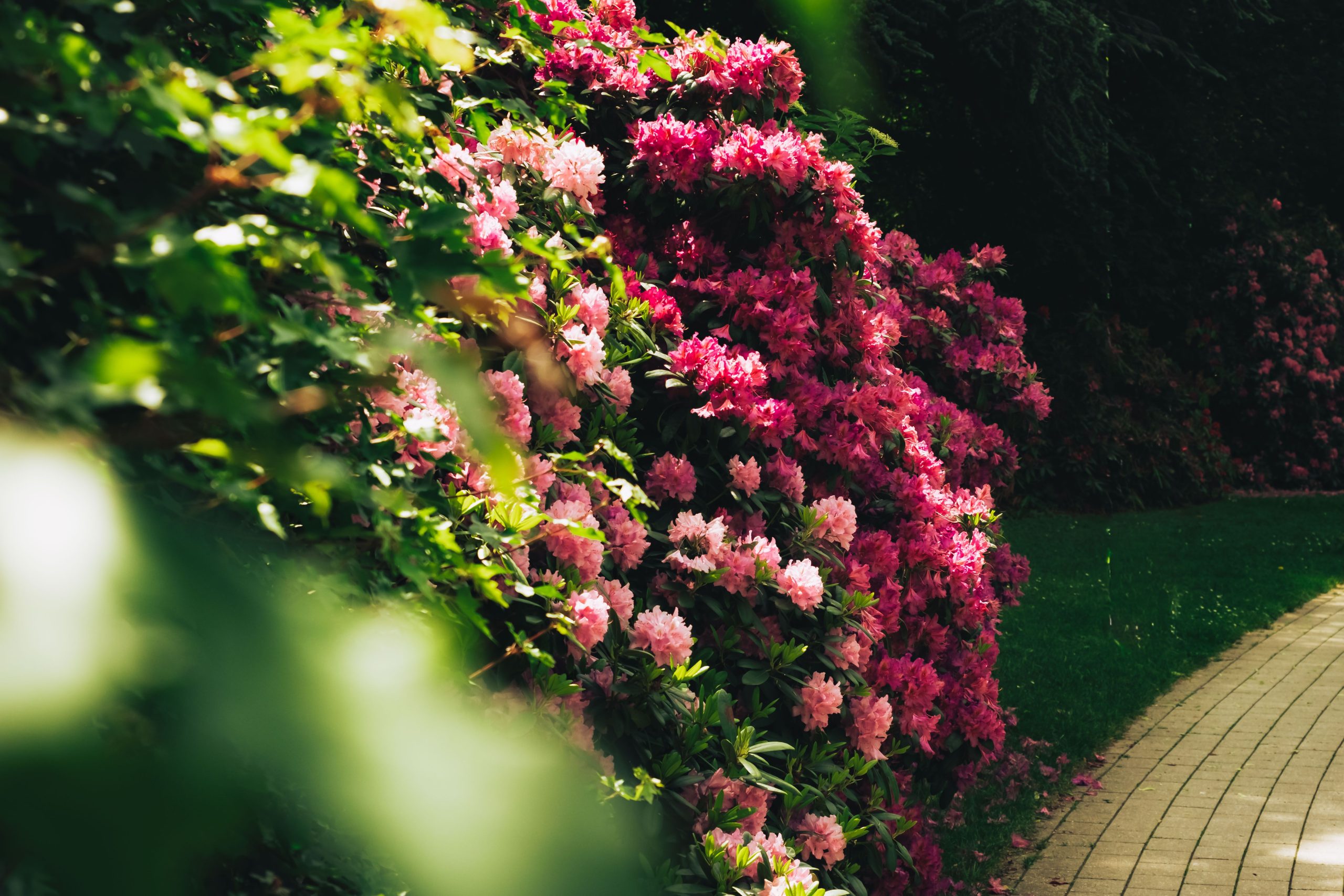 A lush rhododendron bush with pink blossoms in a sunlit garden.