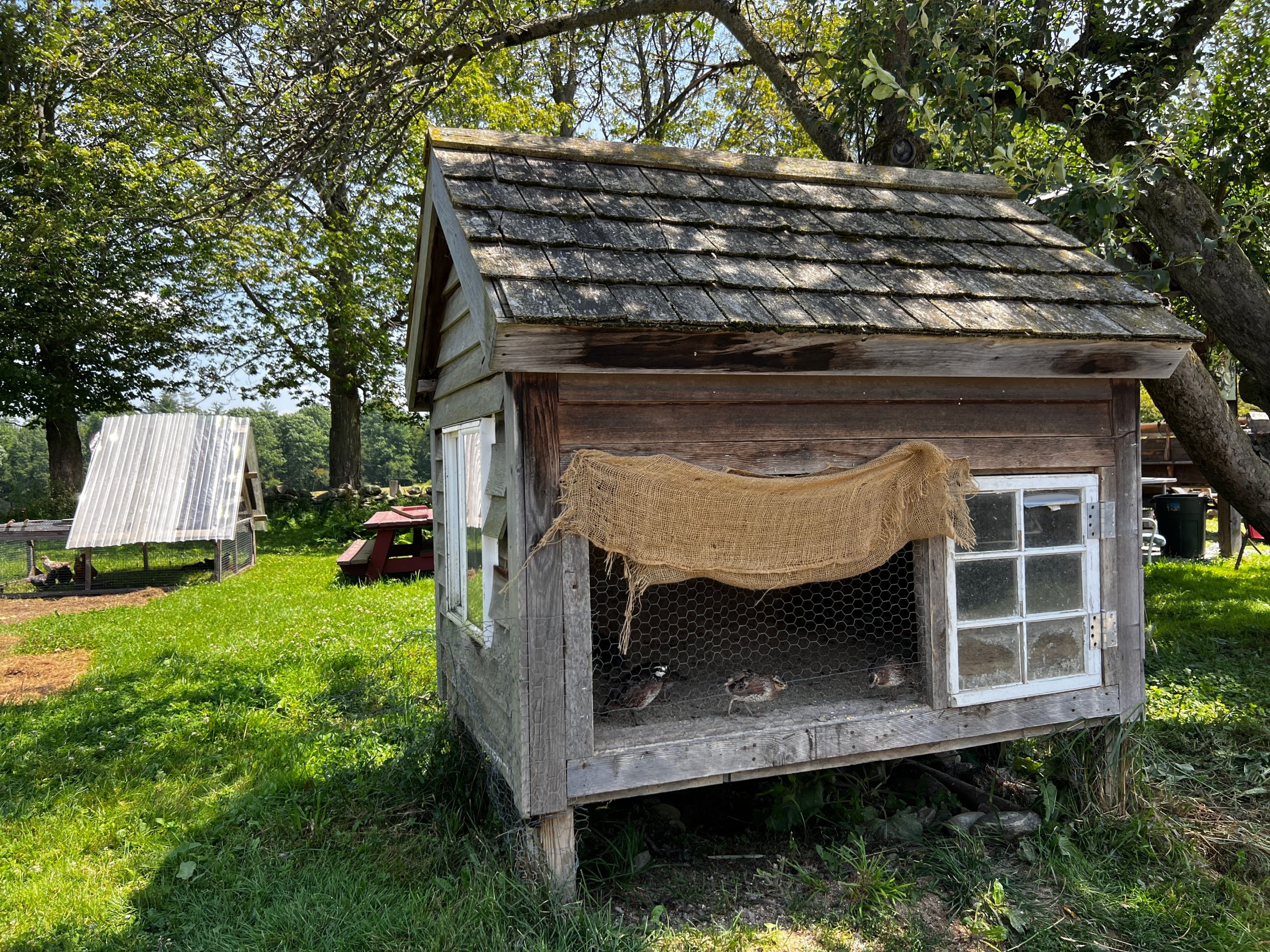 A quaint wooden chicken coop nestled in a sunny, lush green farm landscape.