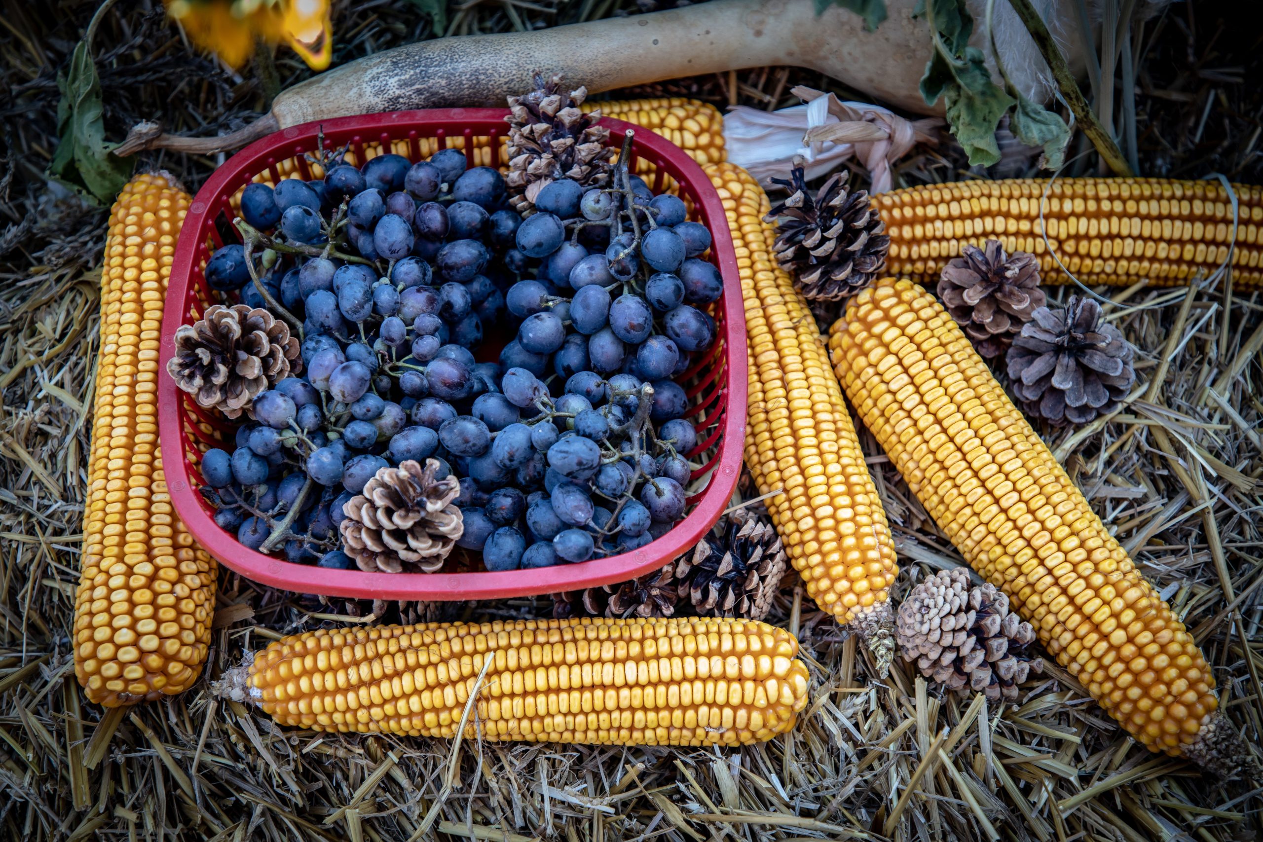 A rustic display of corn, grapes, and pinecones symbolizing harvest season.
