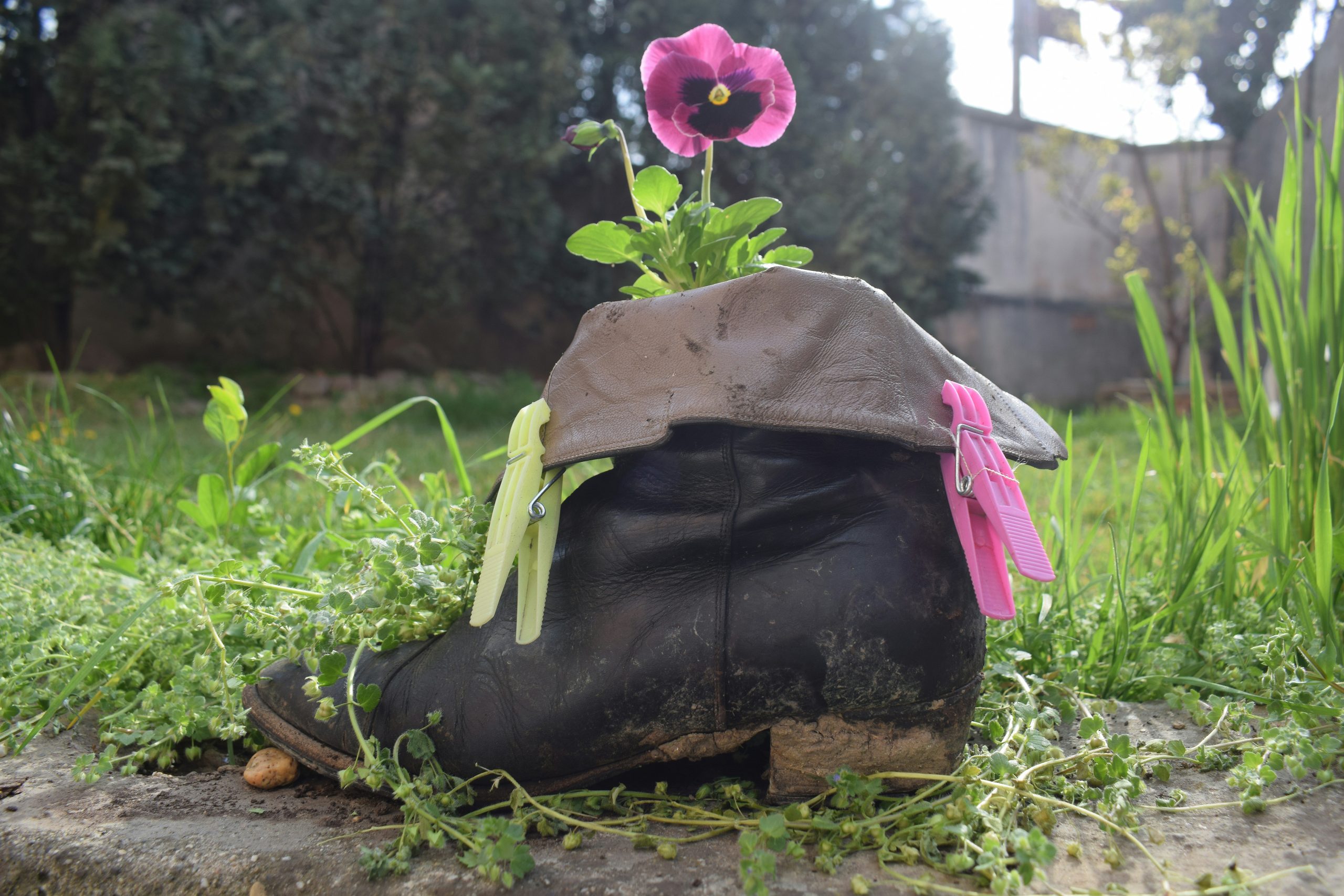 A single flower grows from an old boot planter