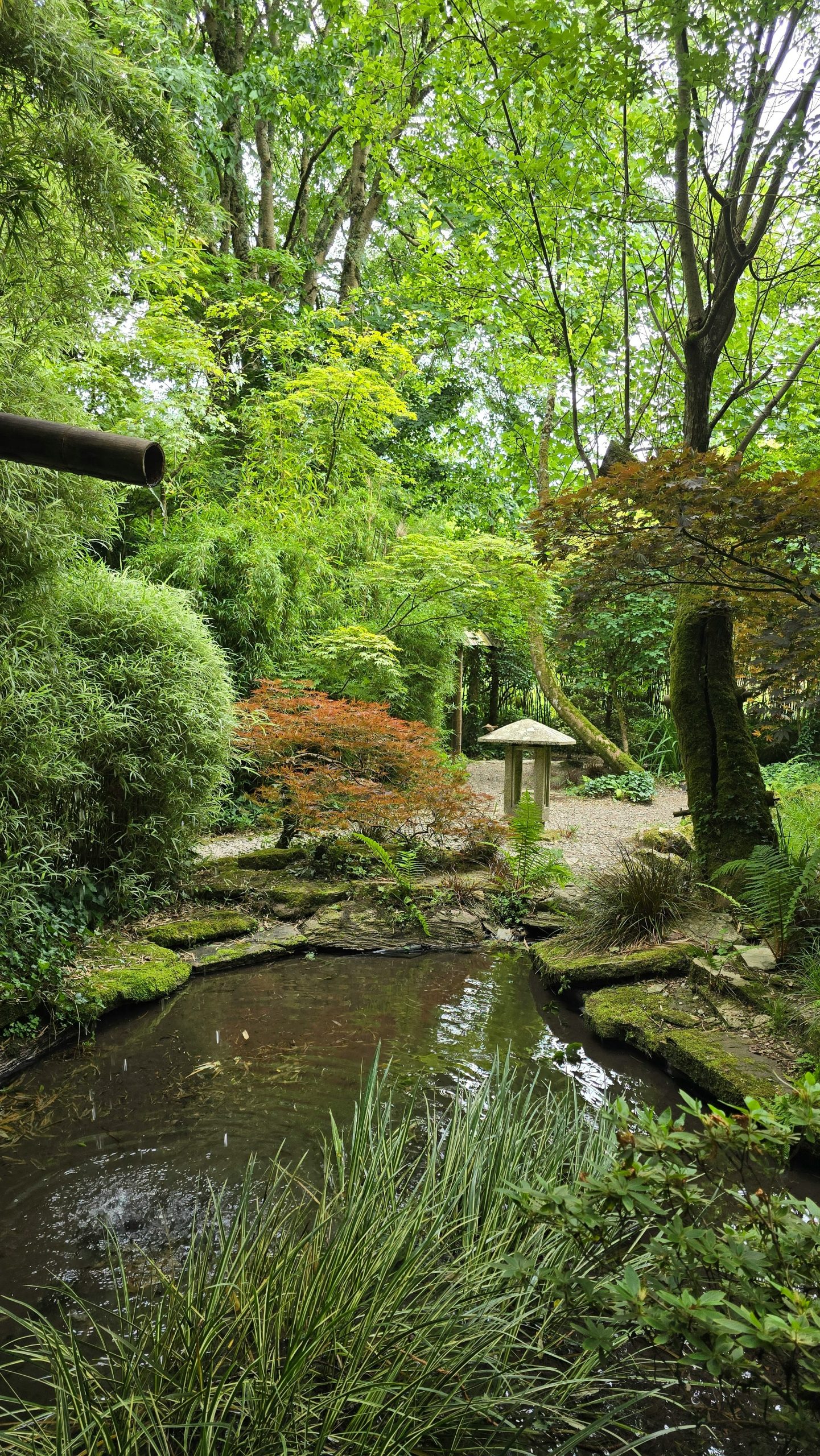 A small pond with mossy rocks and a bamboo water spout in a garden