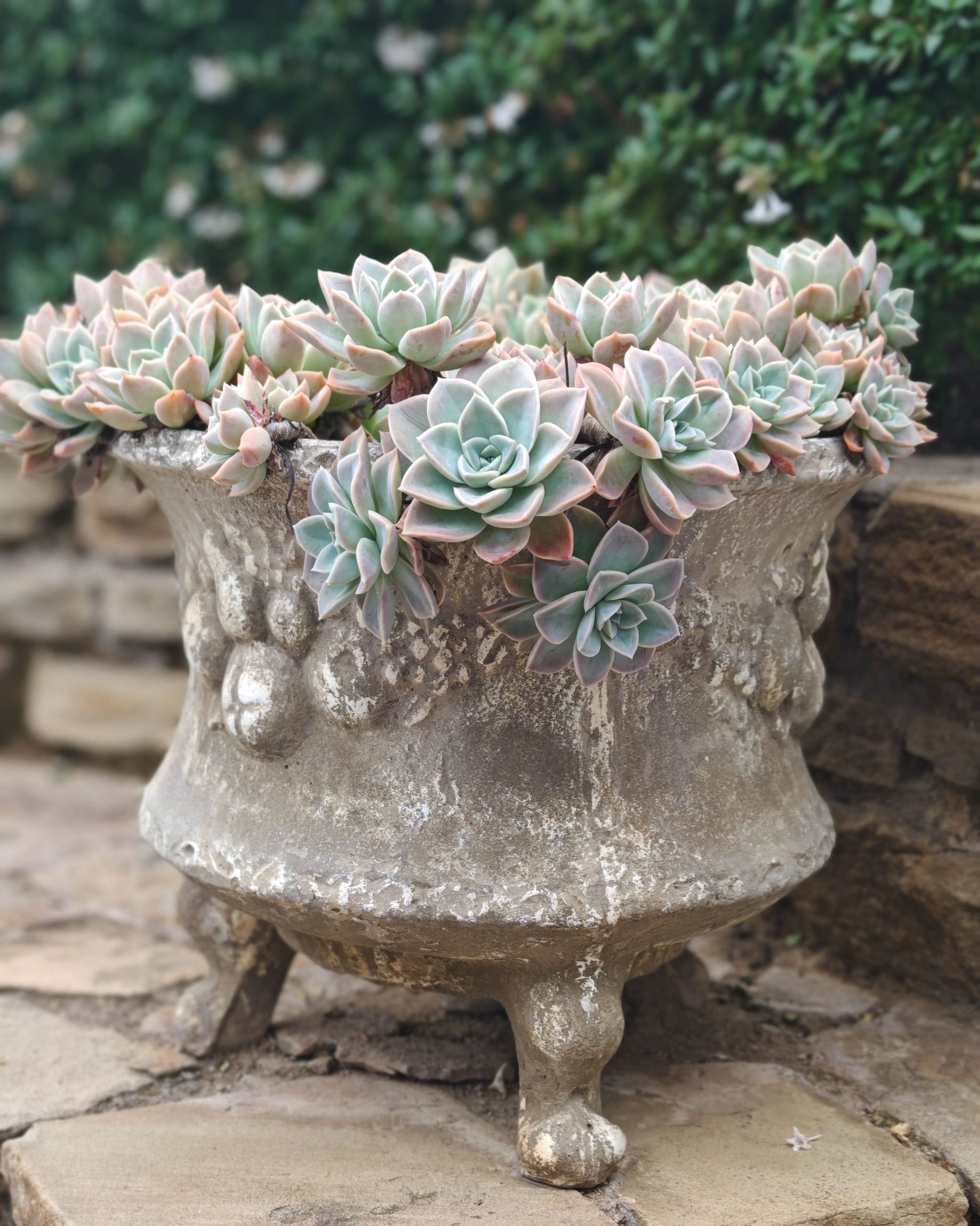 A striking display of succulents in an aged, ornate pot perfect for garden decor.