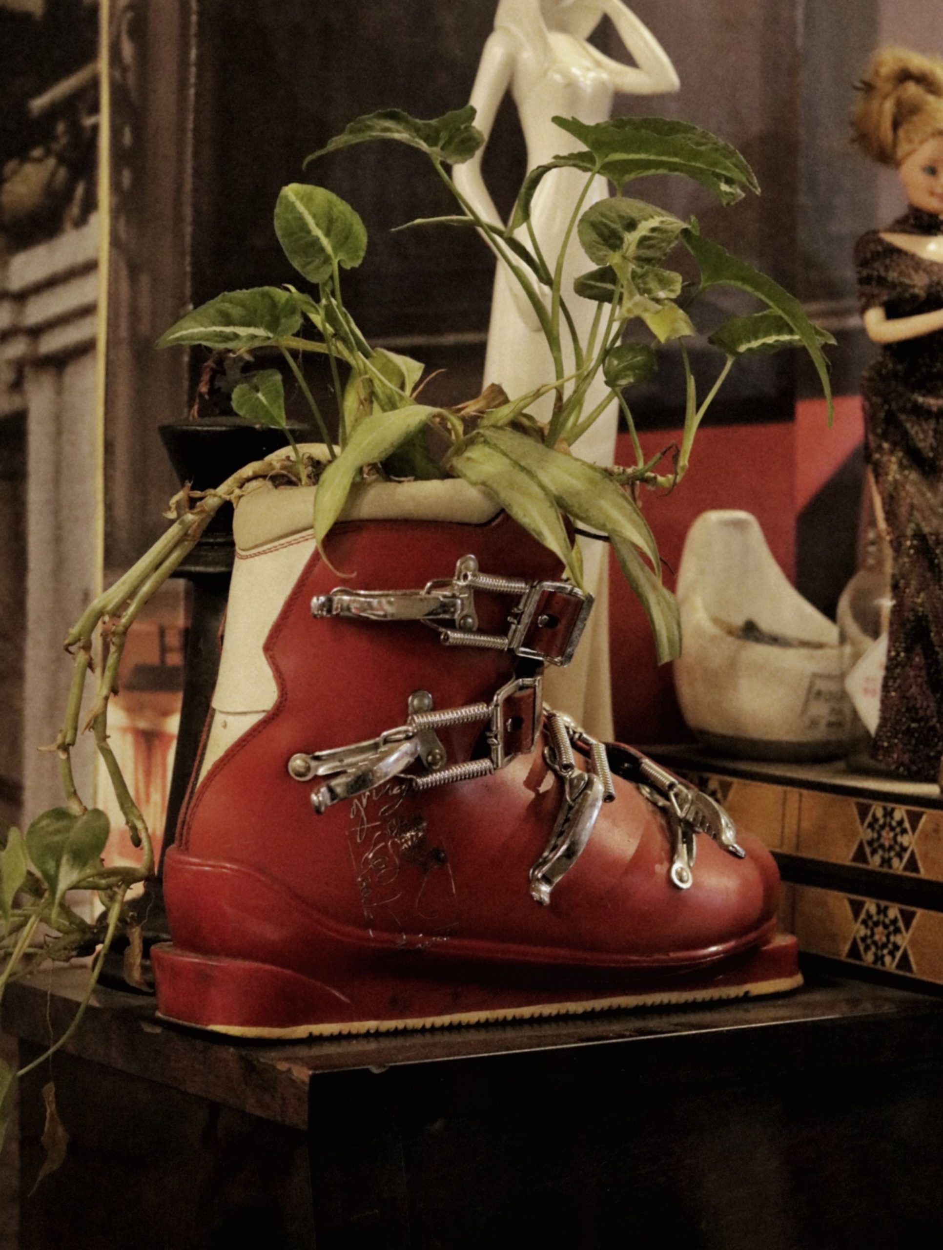 A unique indoor plant decor using a vintage ski boot as a planter in Davao City cafe.
