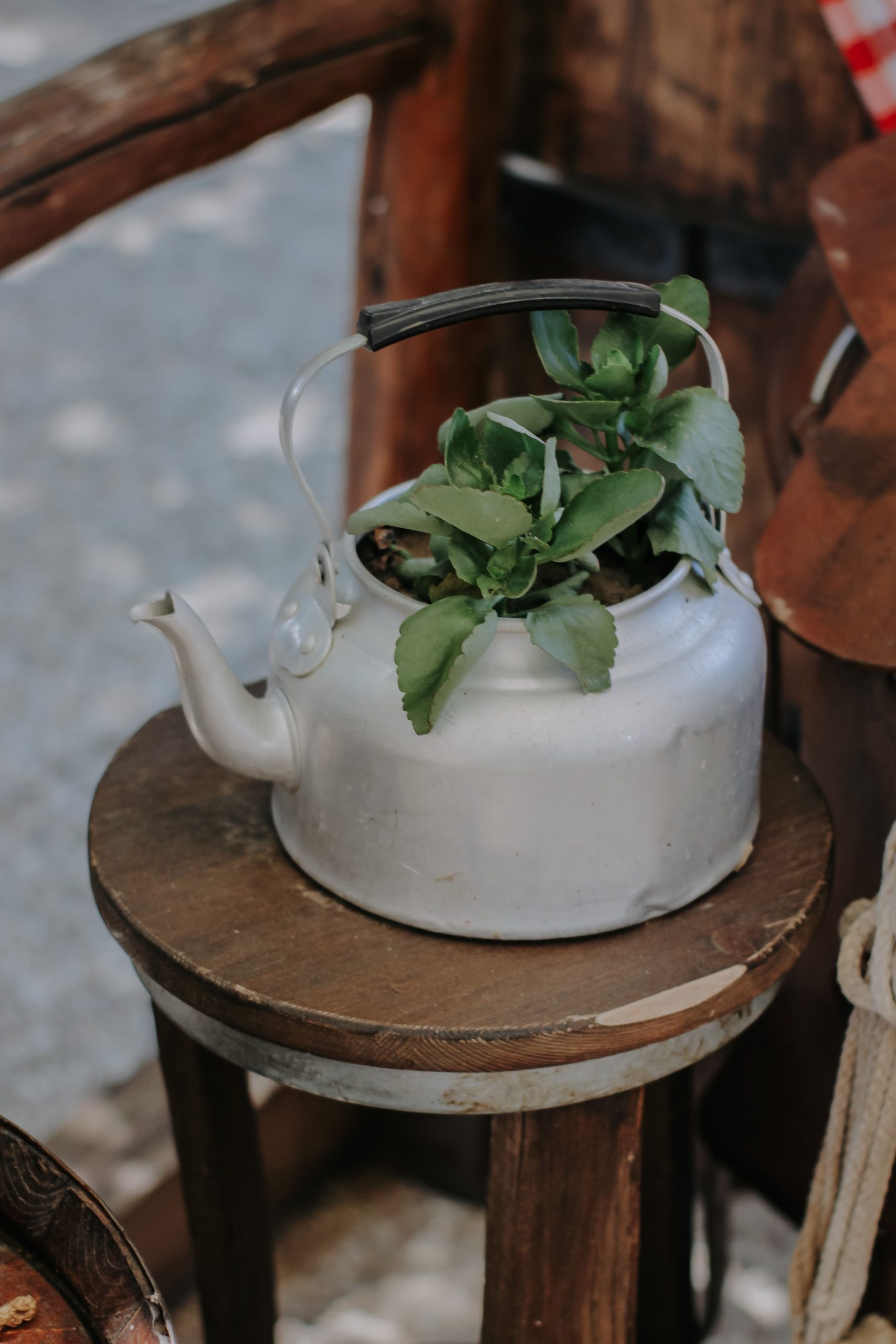 A vintage silver kettle used as a planter with green plants, set on a wooden stool.