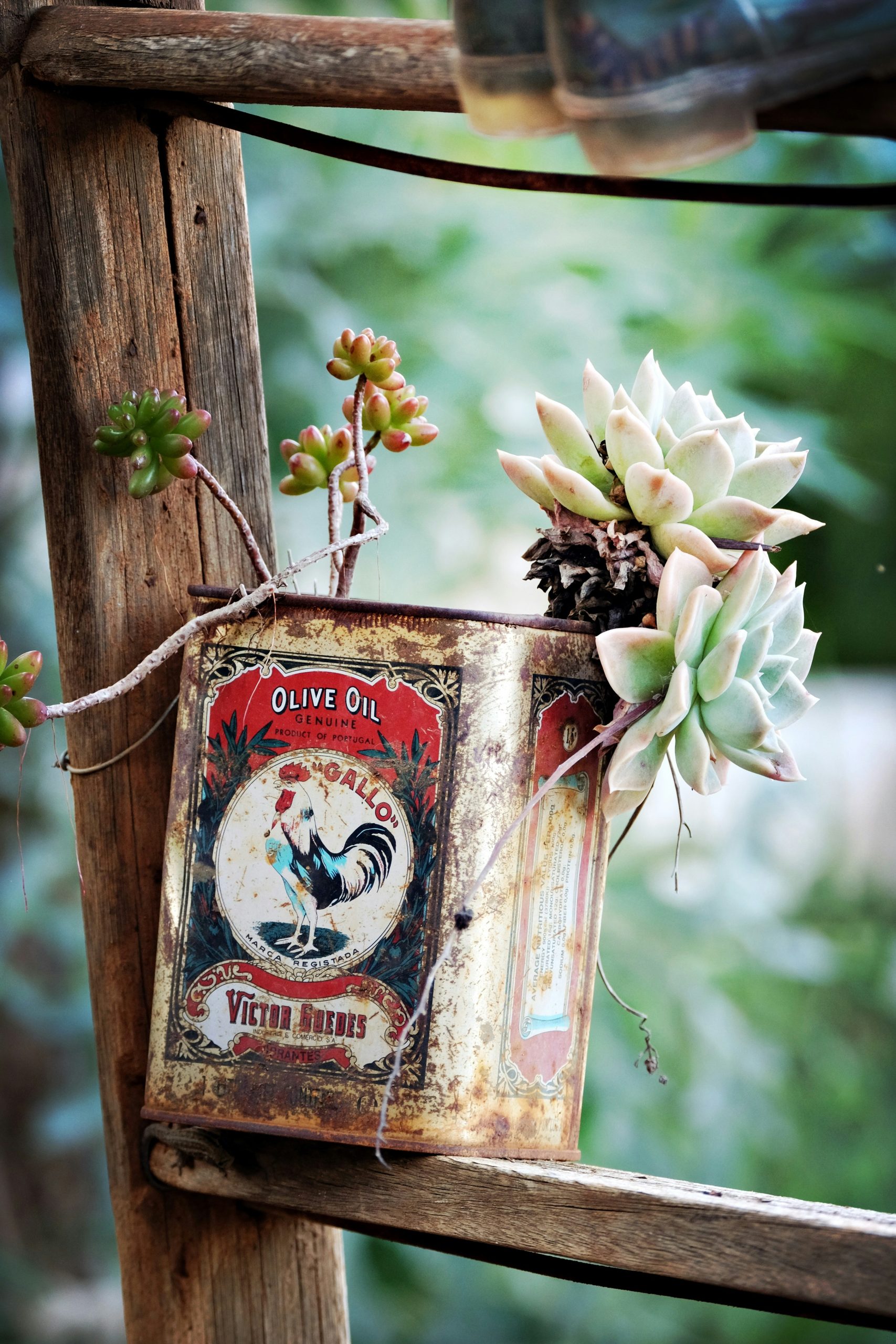 an old tin can with a succulent plant in it