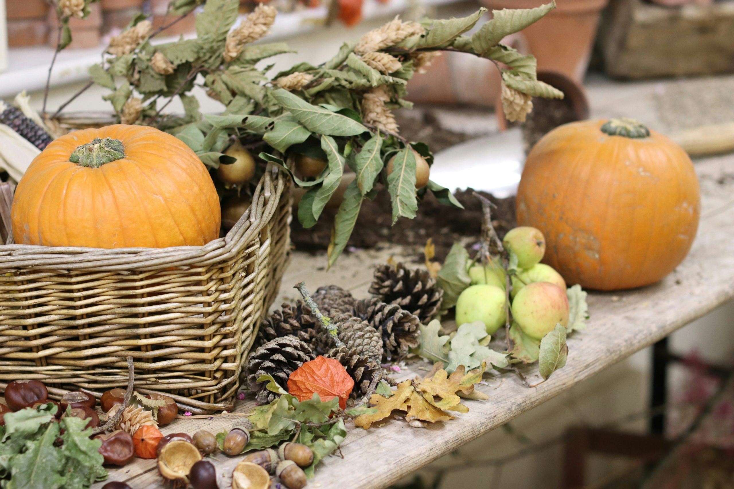 Autumn harvest display with pumpkins and pinecones