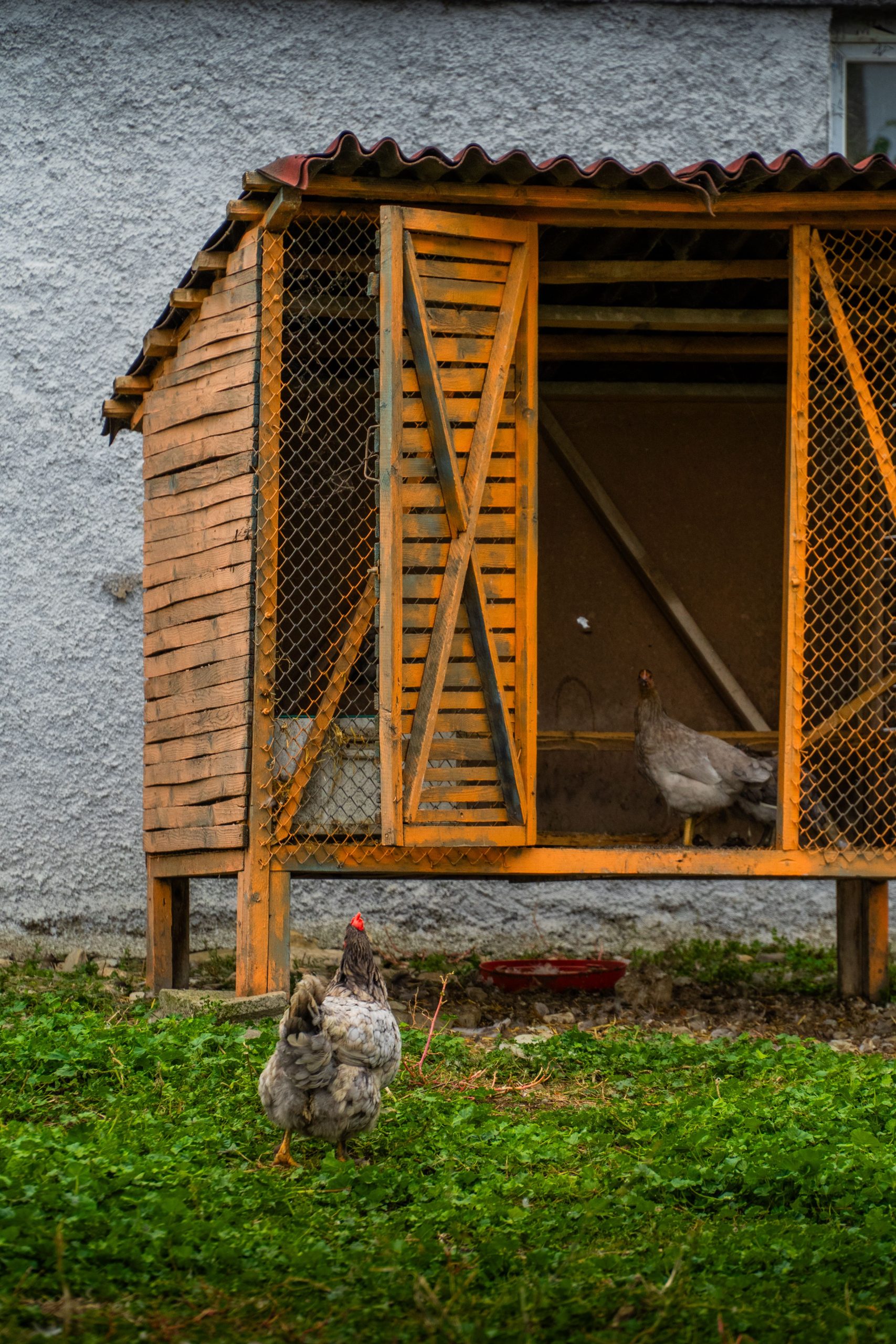 Chickens roam freely outside a wooden coop in a Georgian village setting, lush with greenery.
