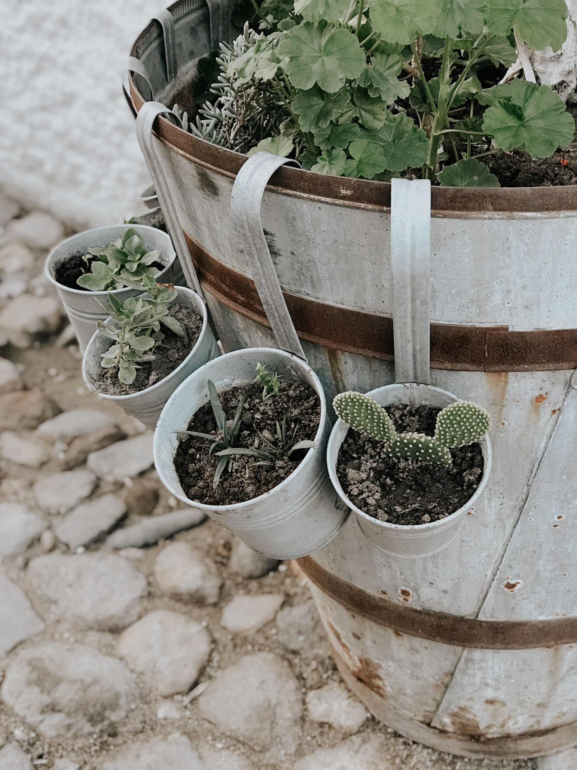 Close-up of a rustic barrel garden with hanging metal pots showcasing various small plants.