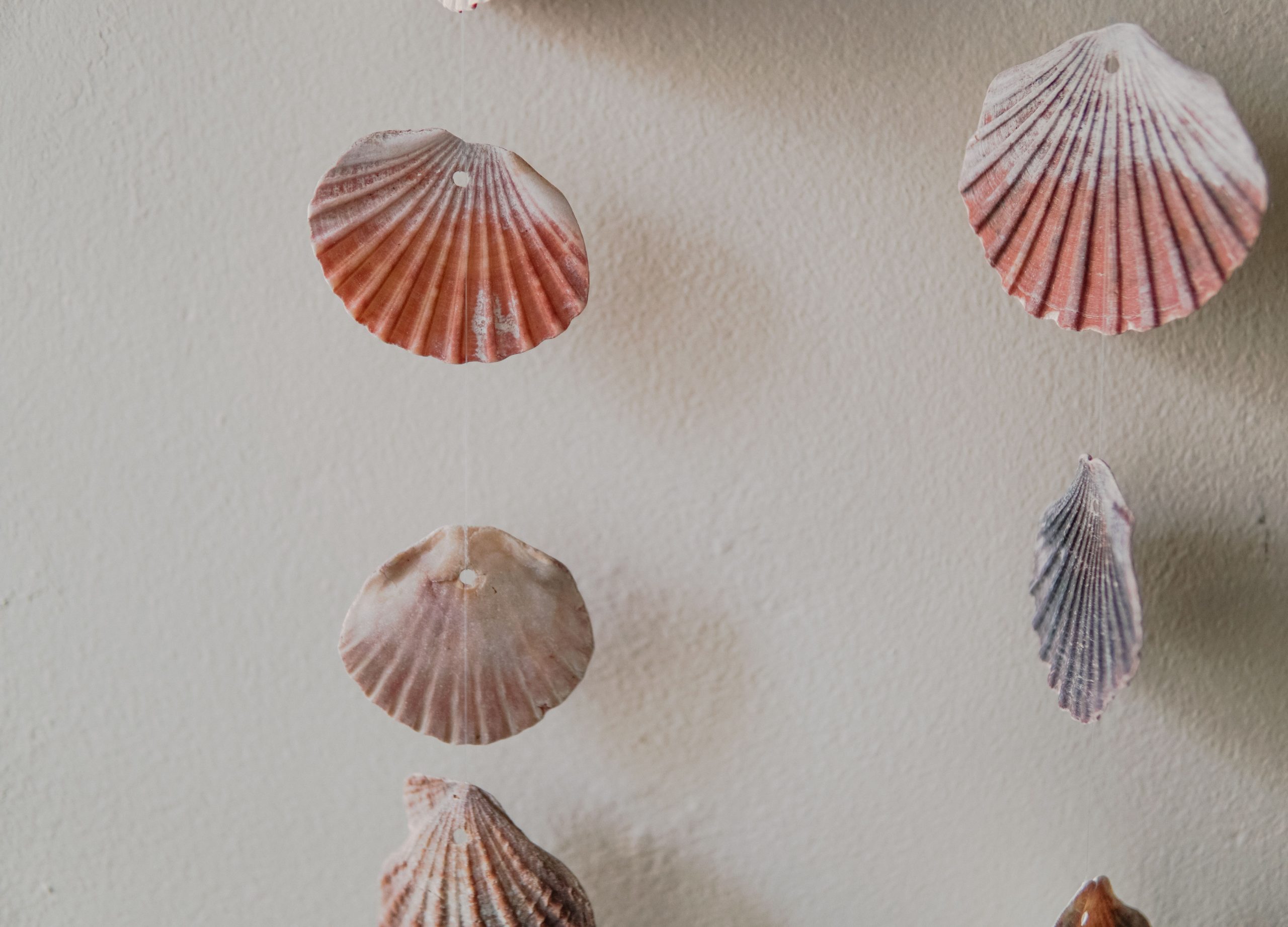 Close-up of decorative scallop seashells artistically hanging against a wall.