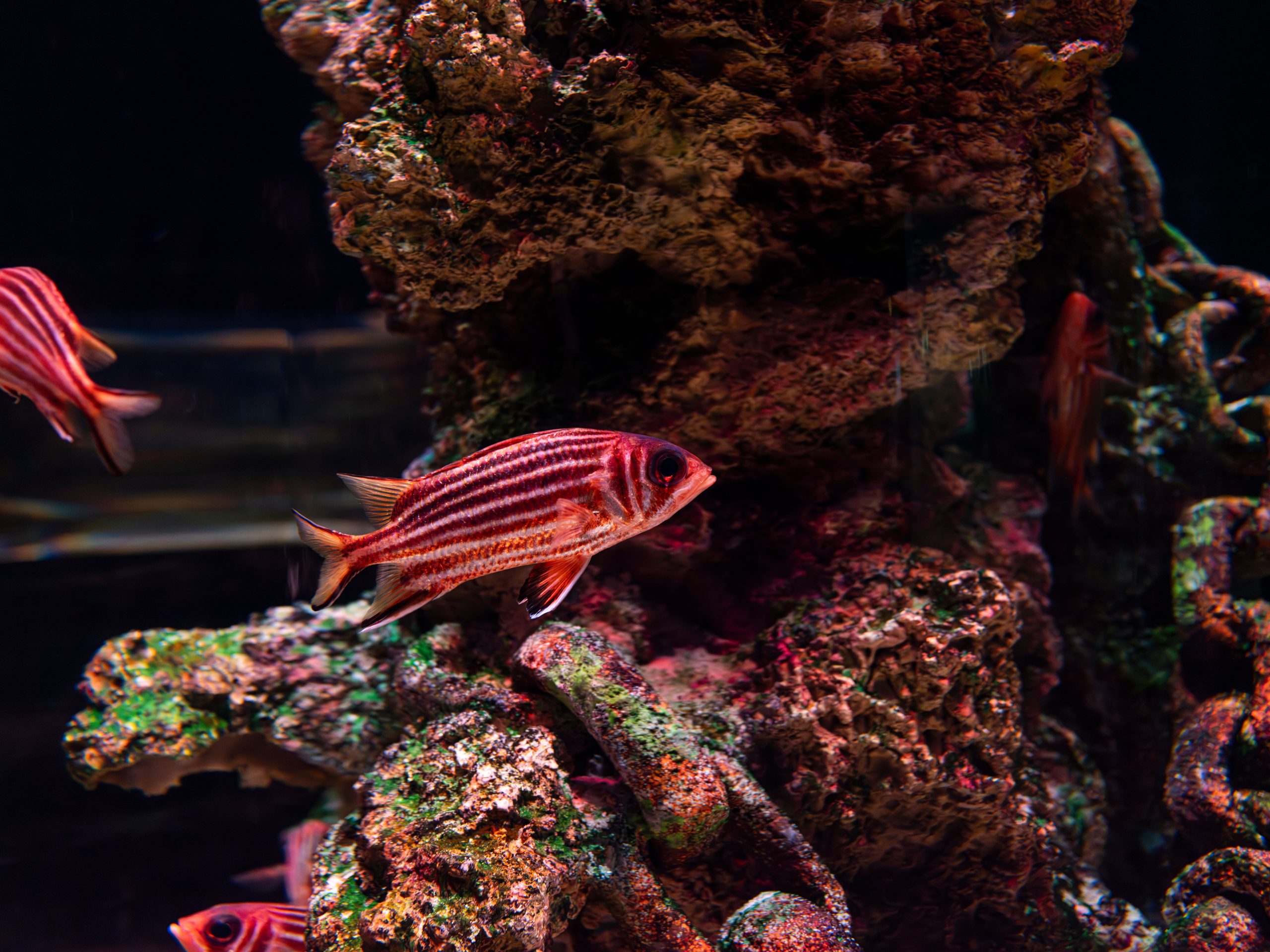 Colorful striped tropical fish swim around coral reefs in an aquarium setting.