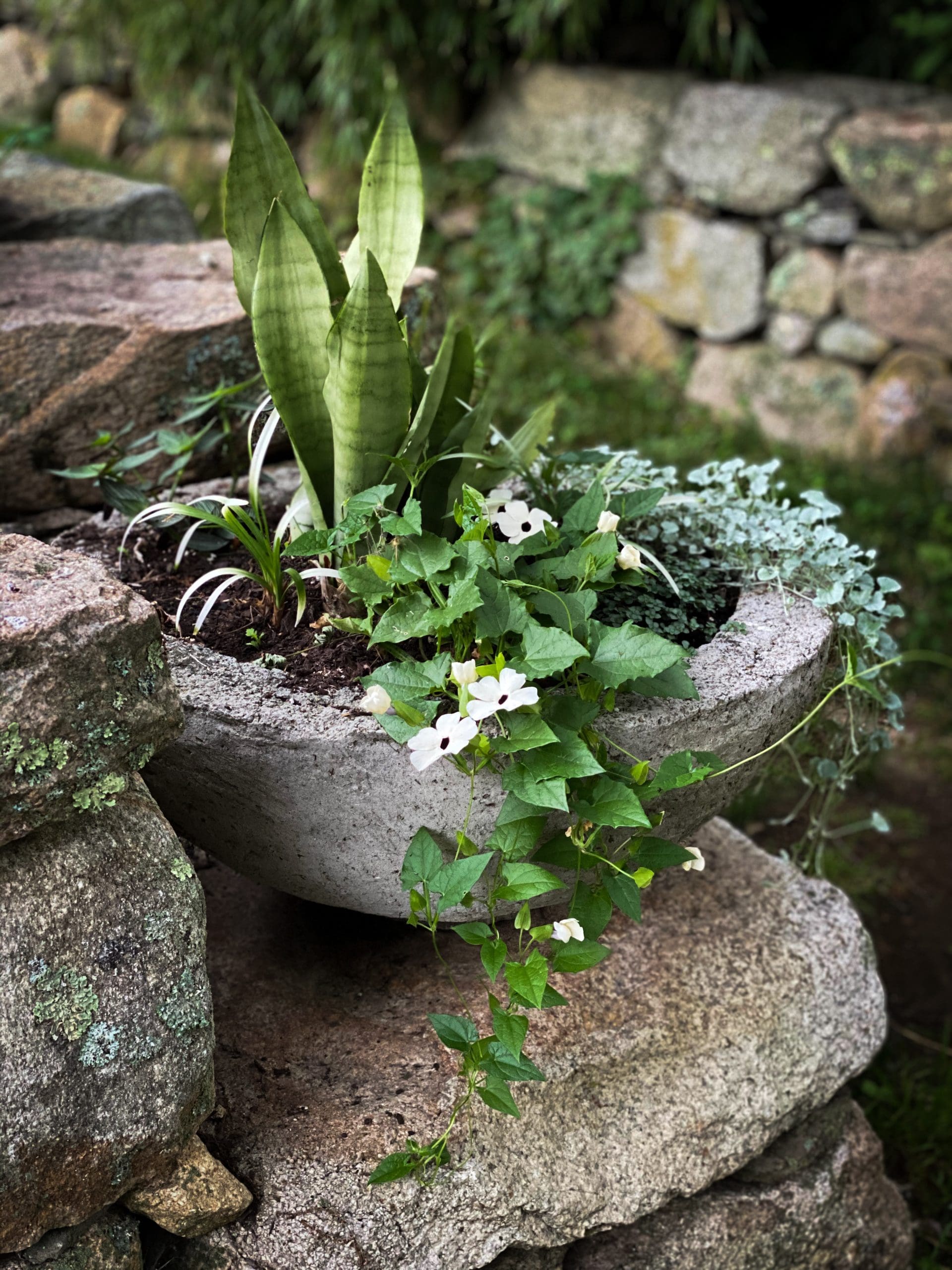 Container Series 2020 | Garden Foreplay