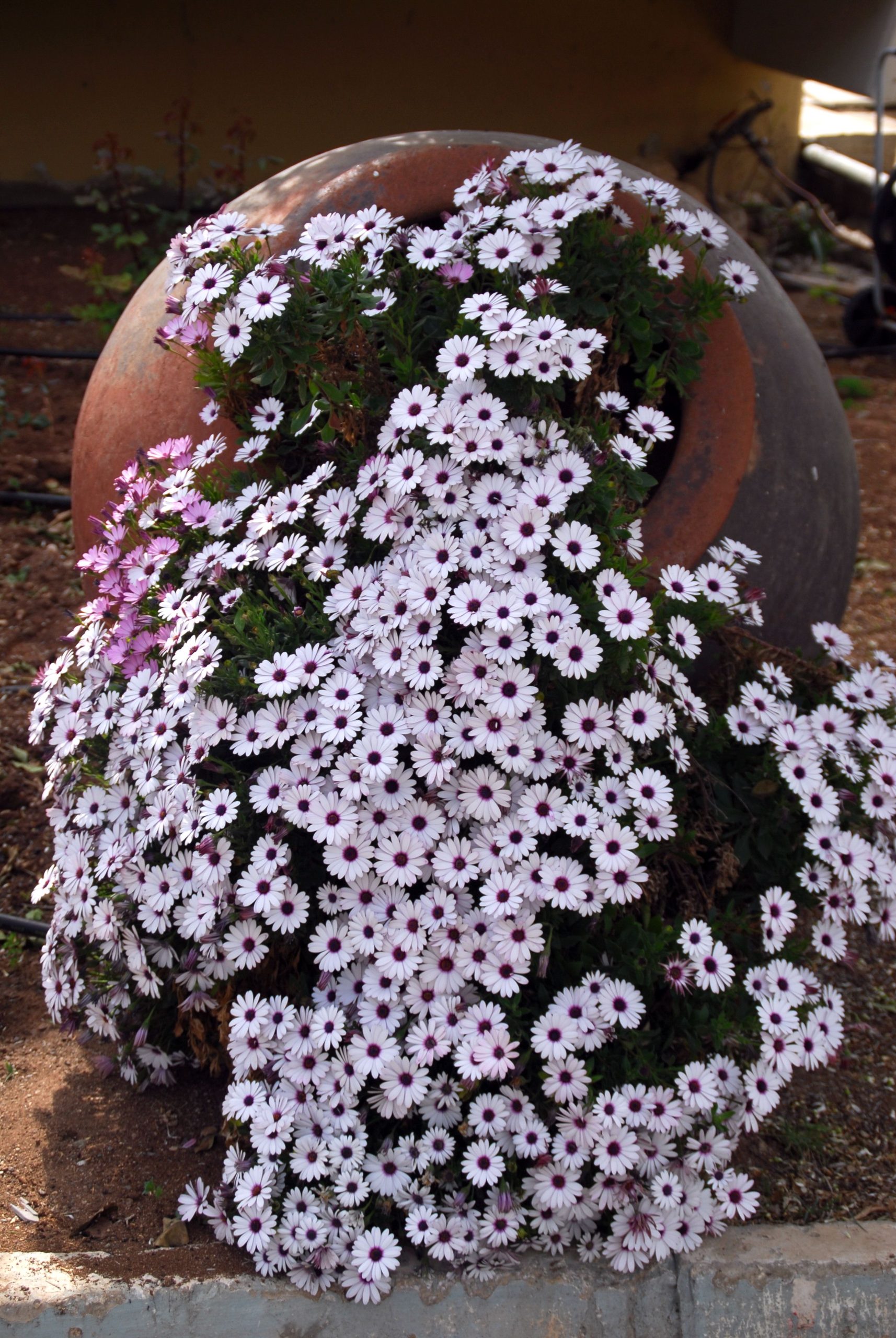Daisies in full bloom cascade from a rustic clay pot on earthy ground, creating a floral spill.