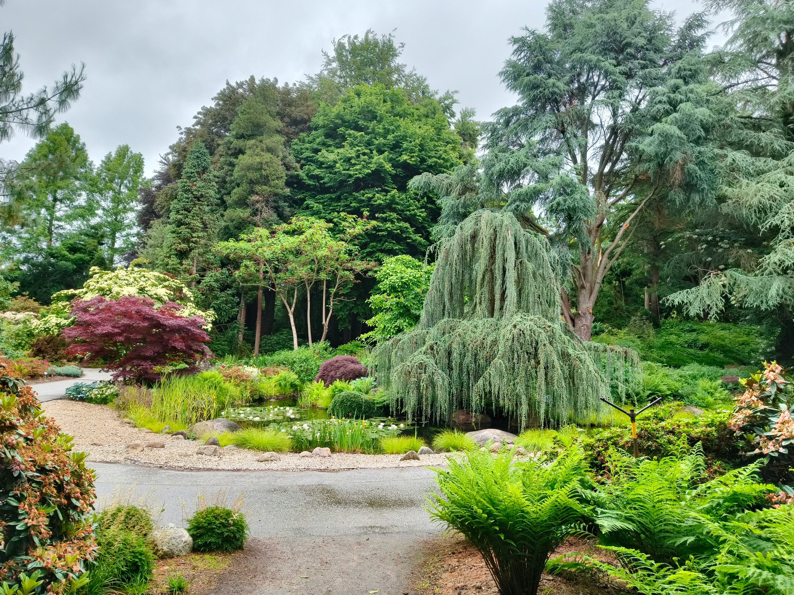 Diverse garden with weeping tree, pond, and lush green plants