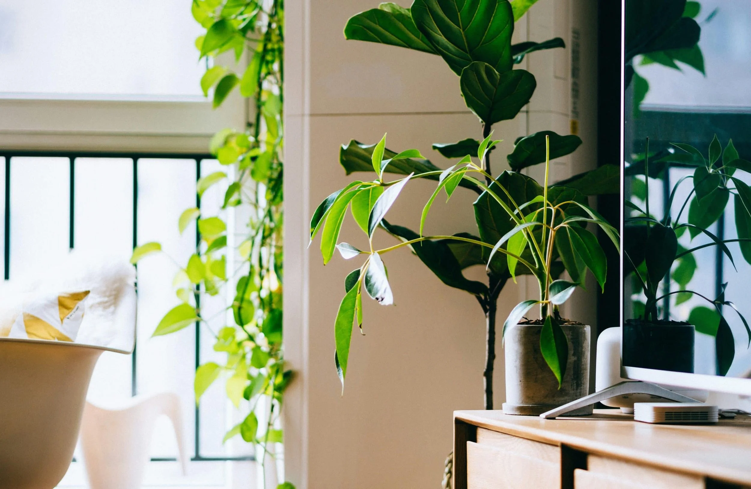 Enhancing Luxury Custom Homes With Biophilic Design Elements — Aspire Fine Homes