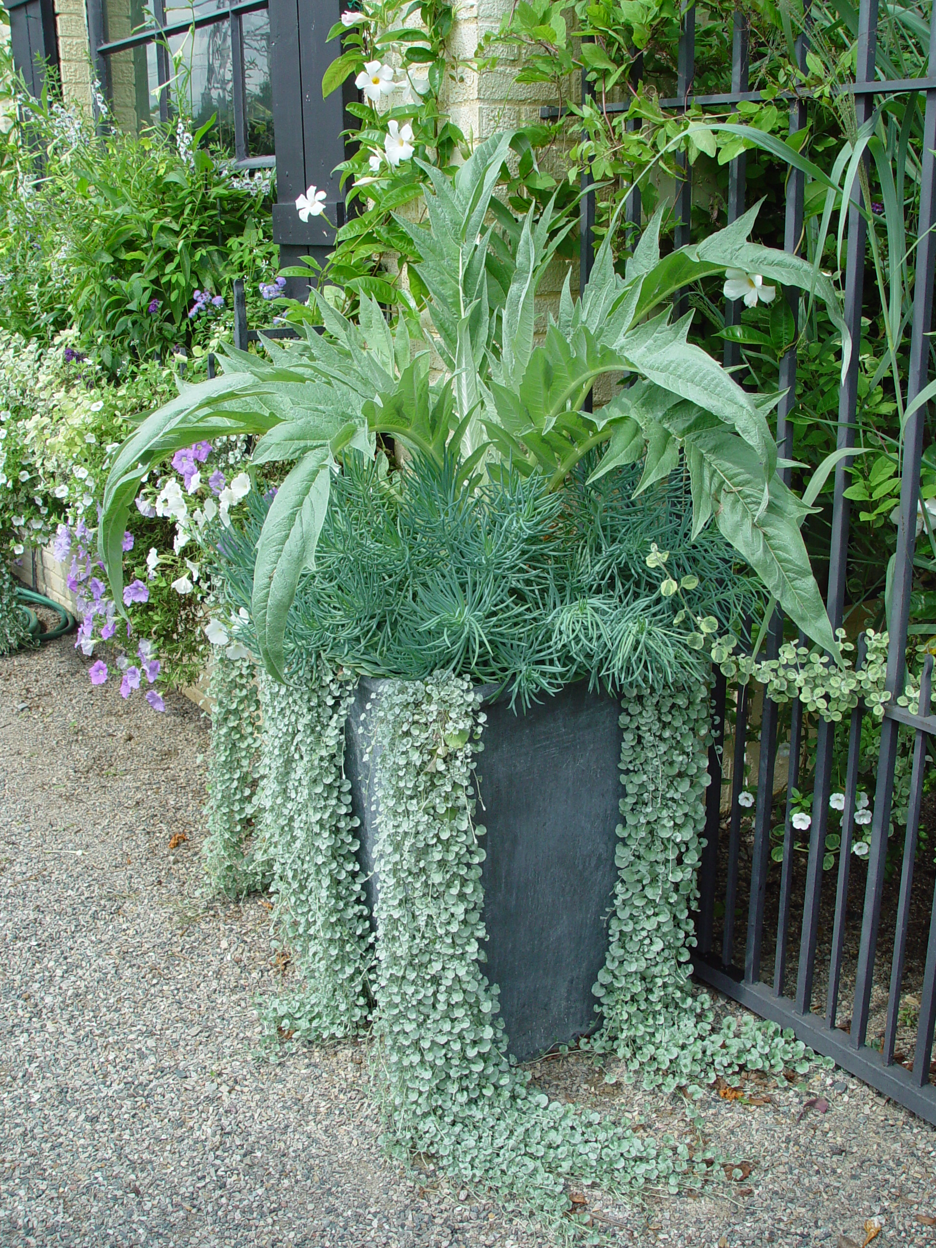 foliage plants | Deborah Silver & Co.