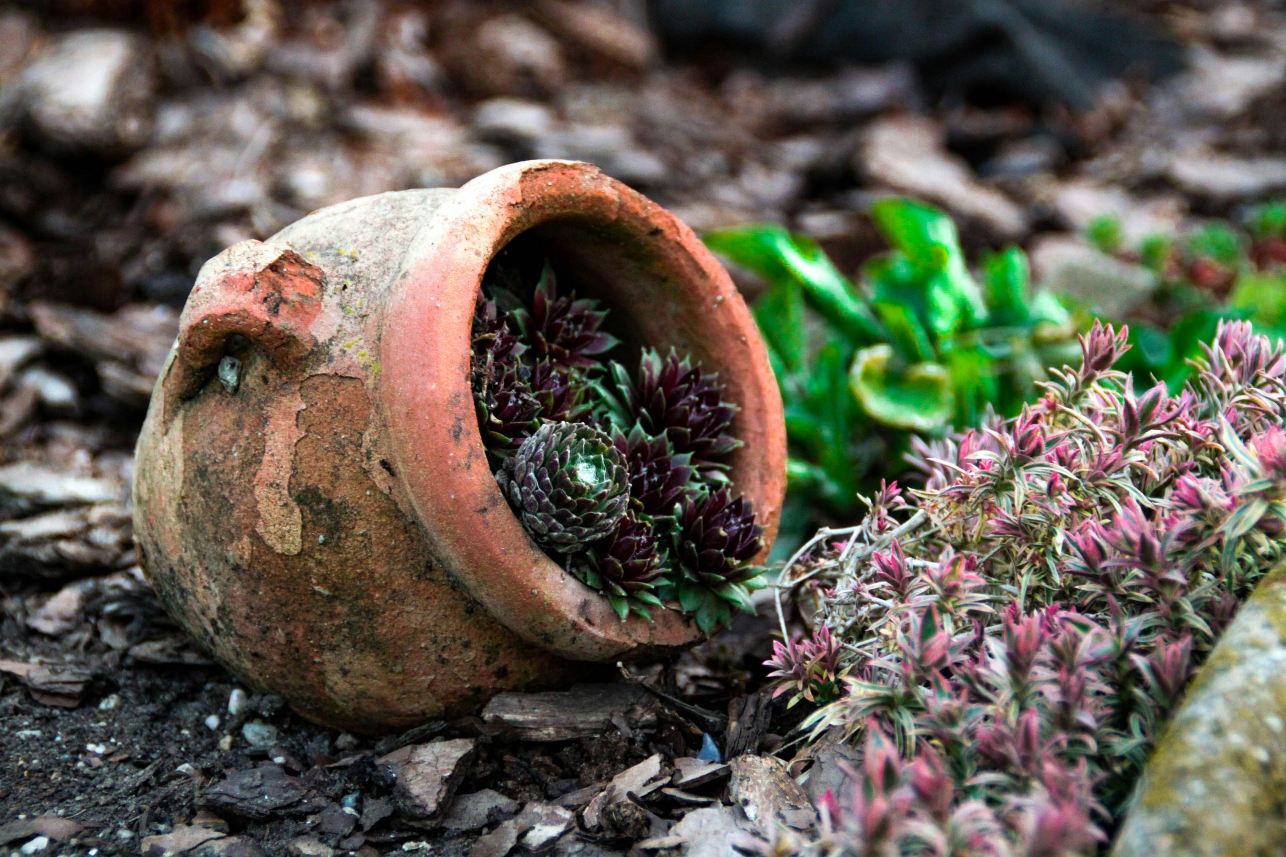 green plant on brown clay pot