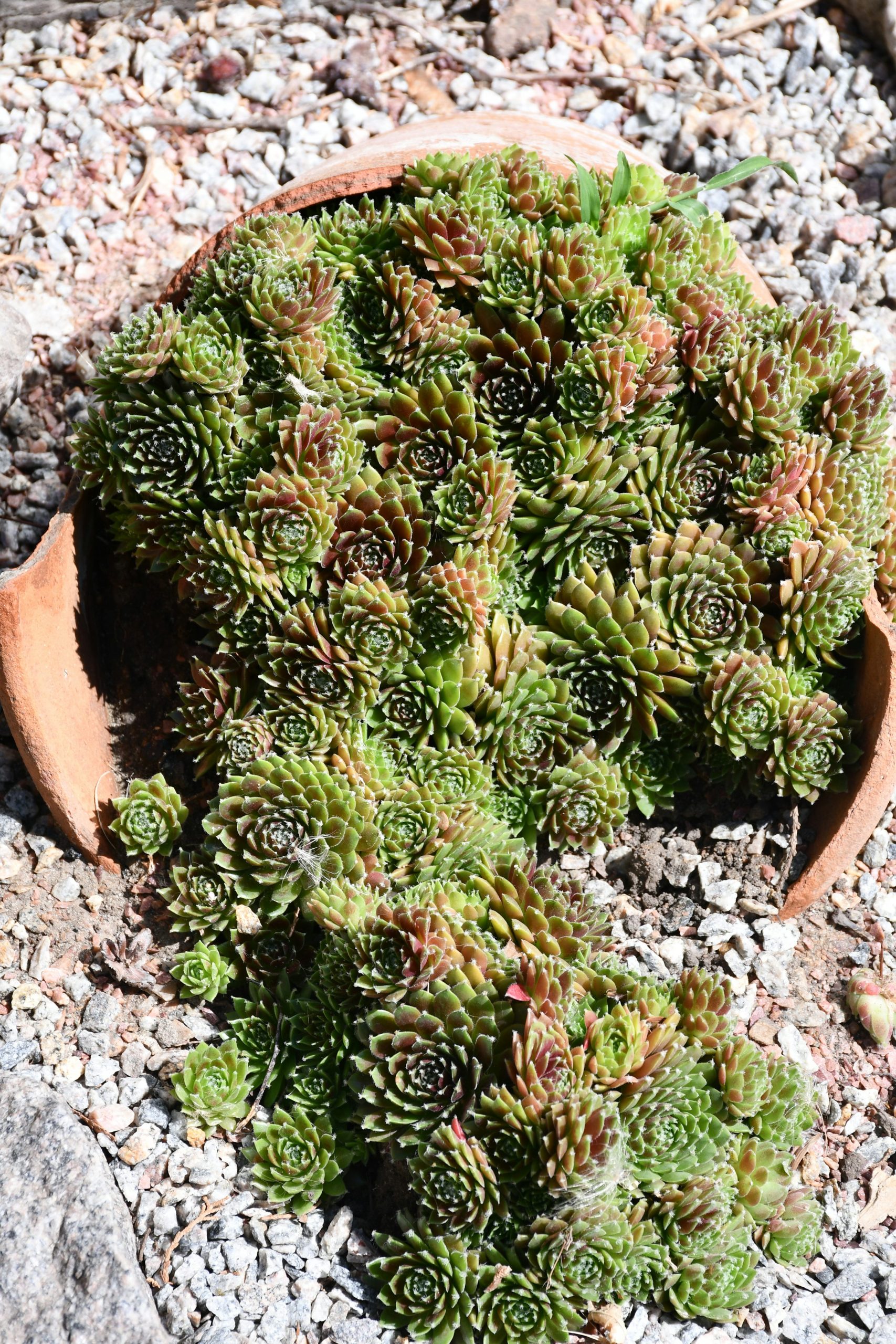 Hens and chicks succulent spilling from broken pot - Free Photo on Unsplash