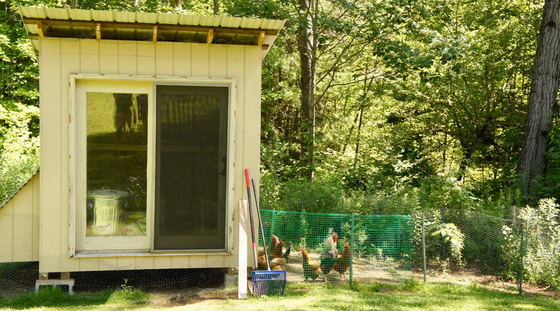 How Big Should a Chicken Coop Be? Essential Tips for Sizing Your Coop – Roosty's