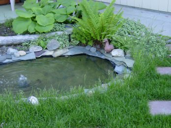 How to Build a Beautiful DIY Backyard Pond On a Budget • The Garden Glove
