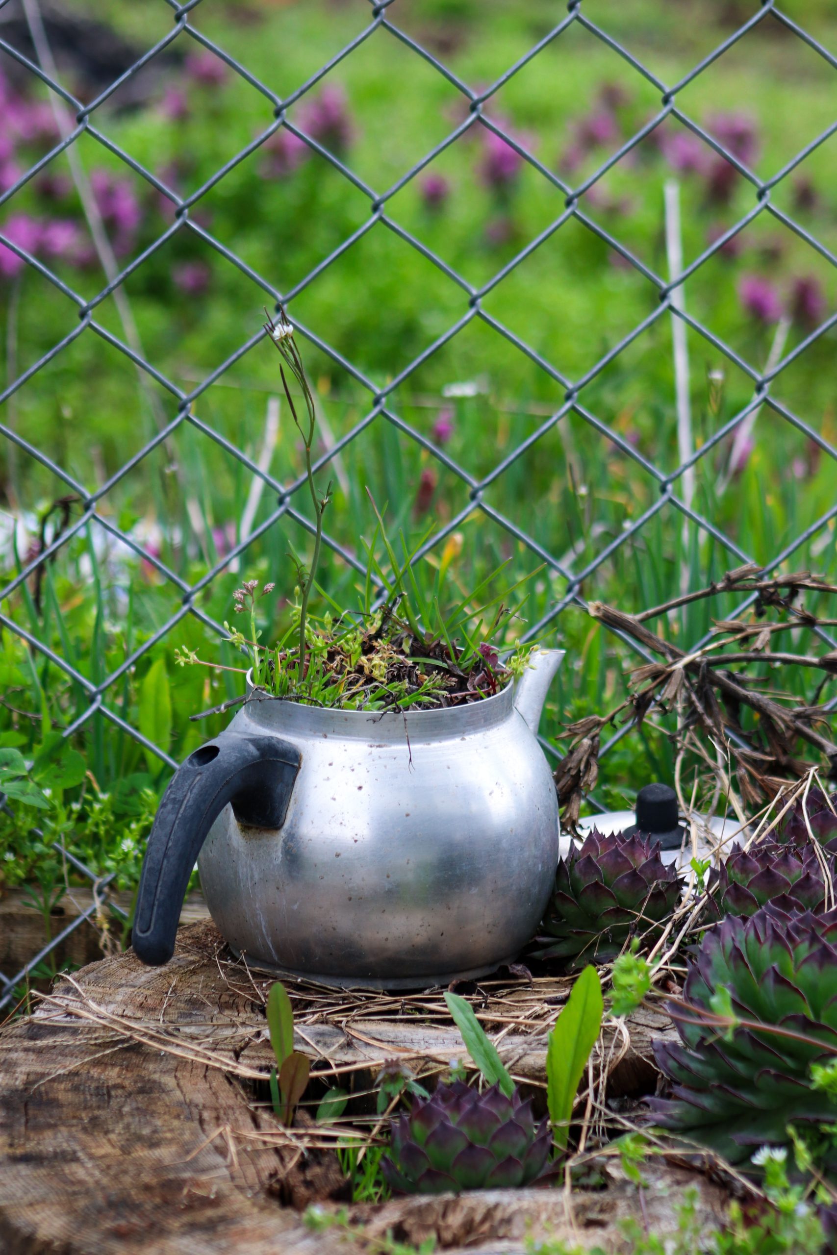 Innovative planter using an old kettle with plants growing, set in a vibrant garden scene.