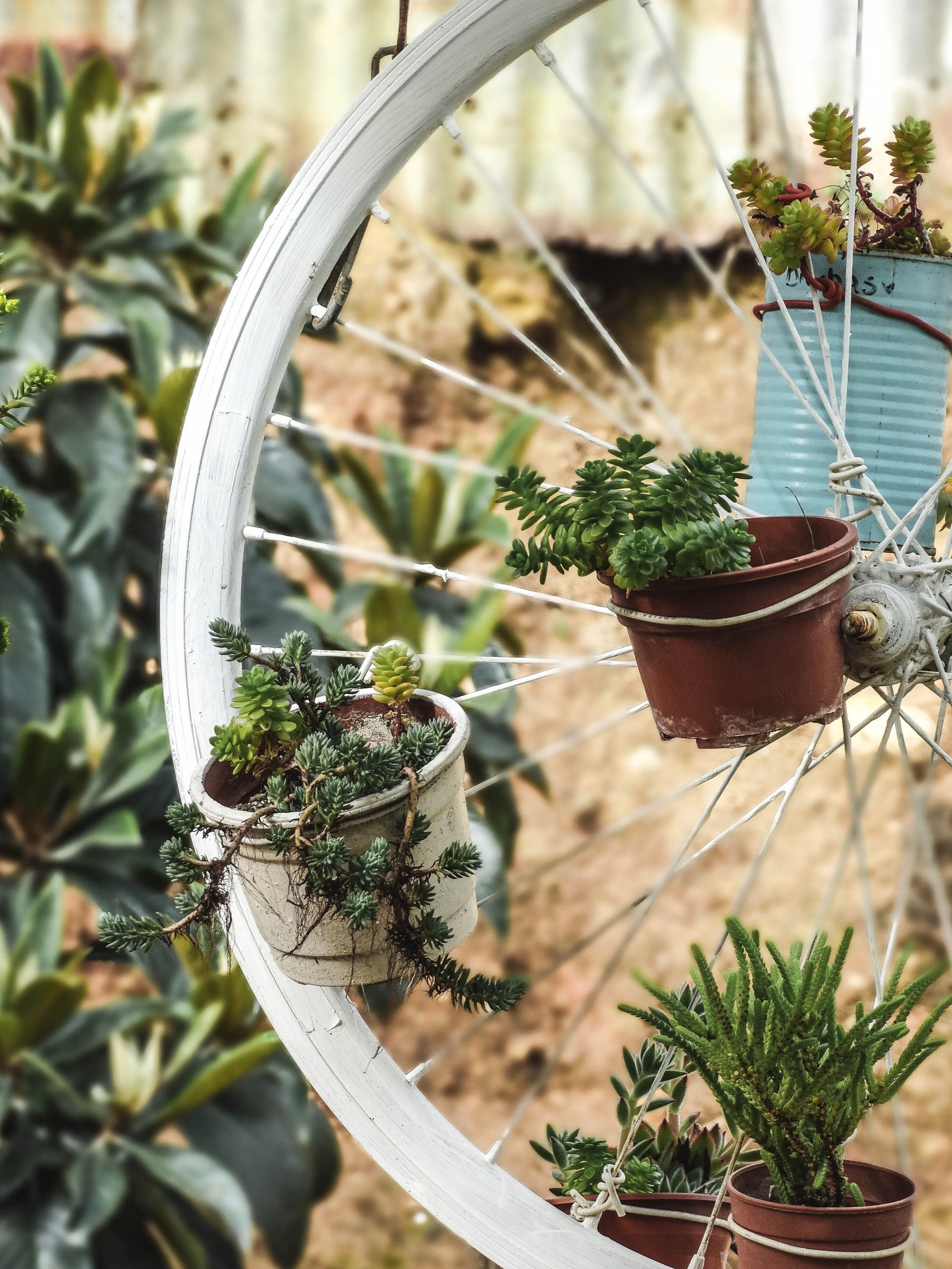 Innovative succulent garden in a repurposed bicycle wheel, showcasing sustainable home gardening with potted plants.