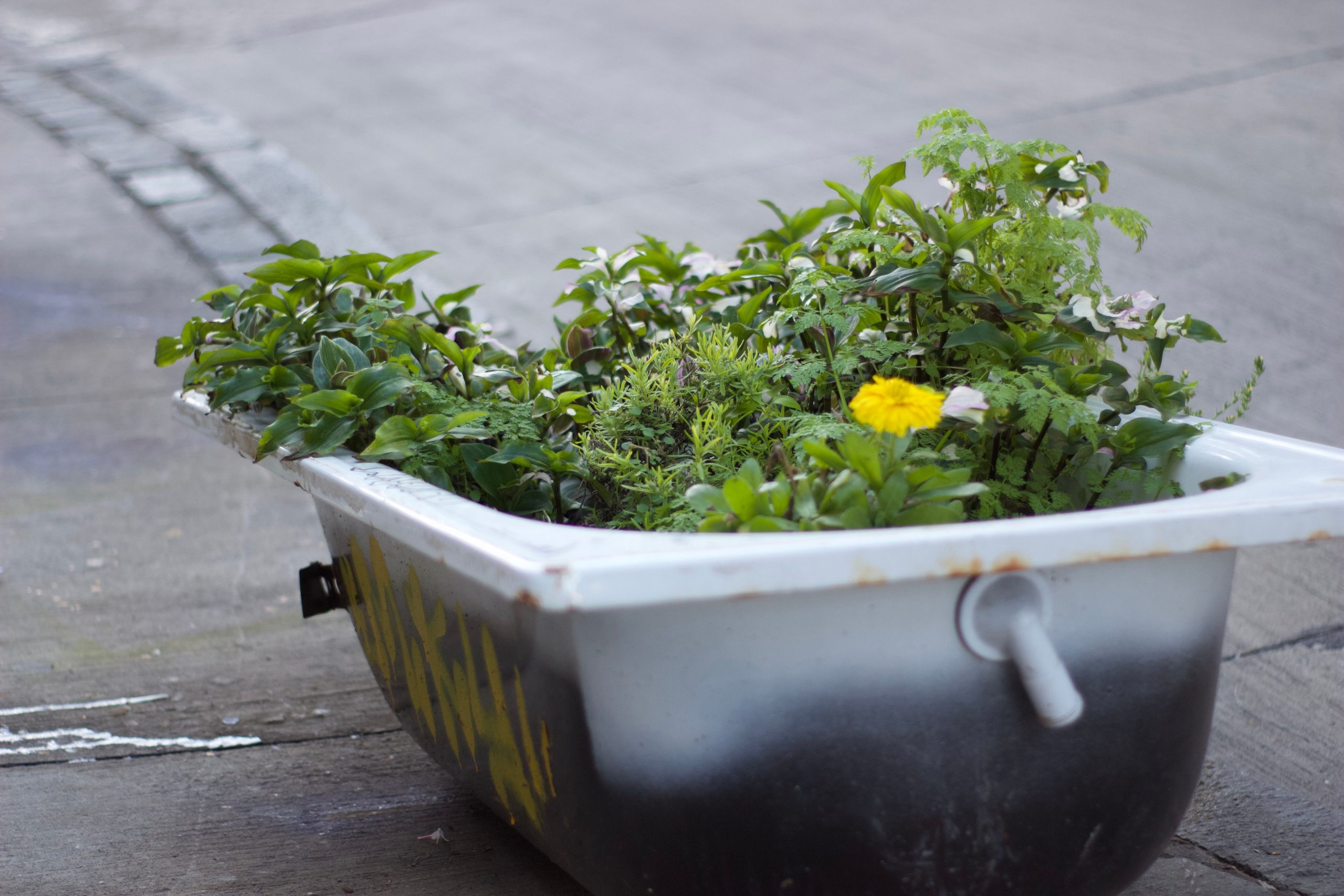 Innovative use of an old bathtub as a vibrant urban planter with lush greenery and flowers.